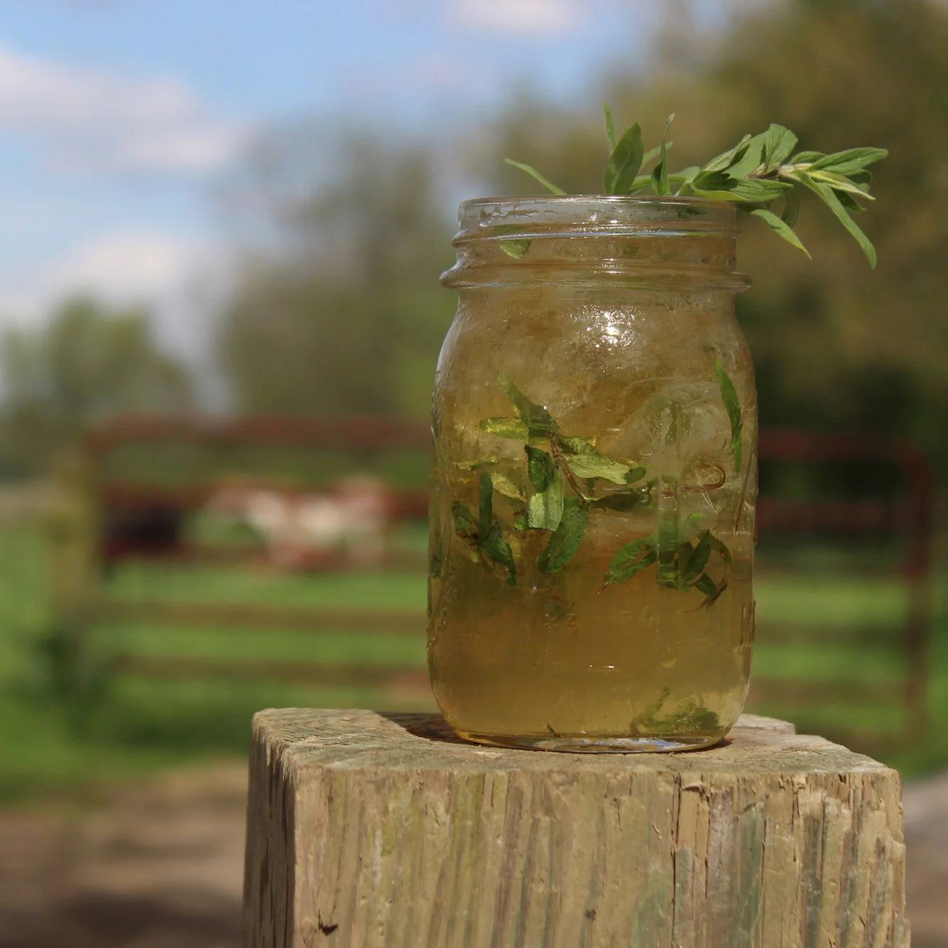 Mountain Mint Julep