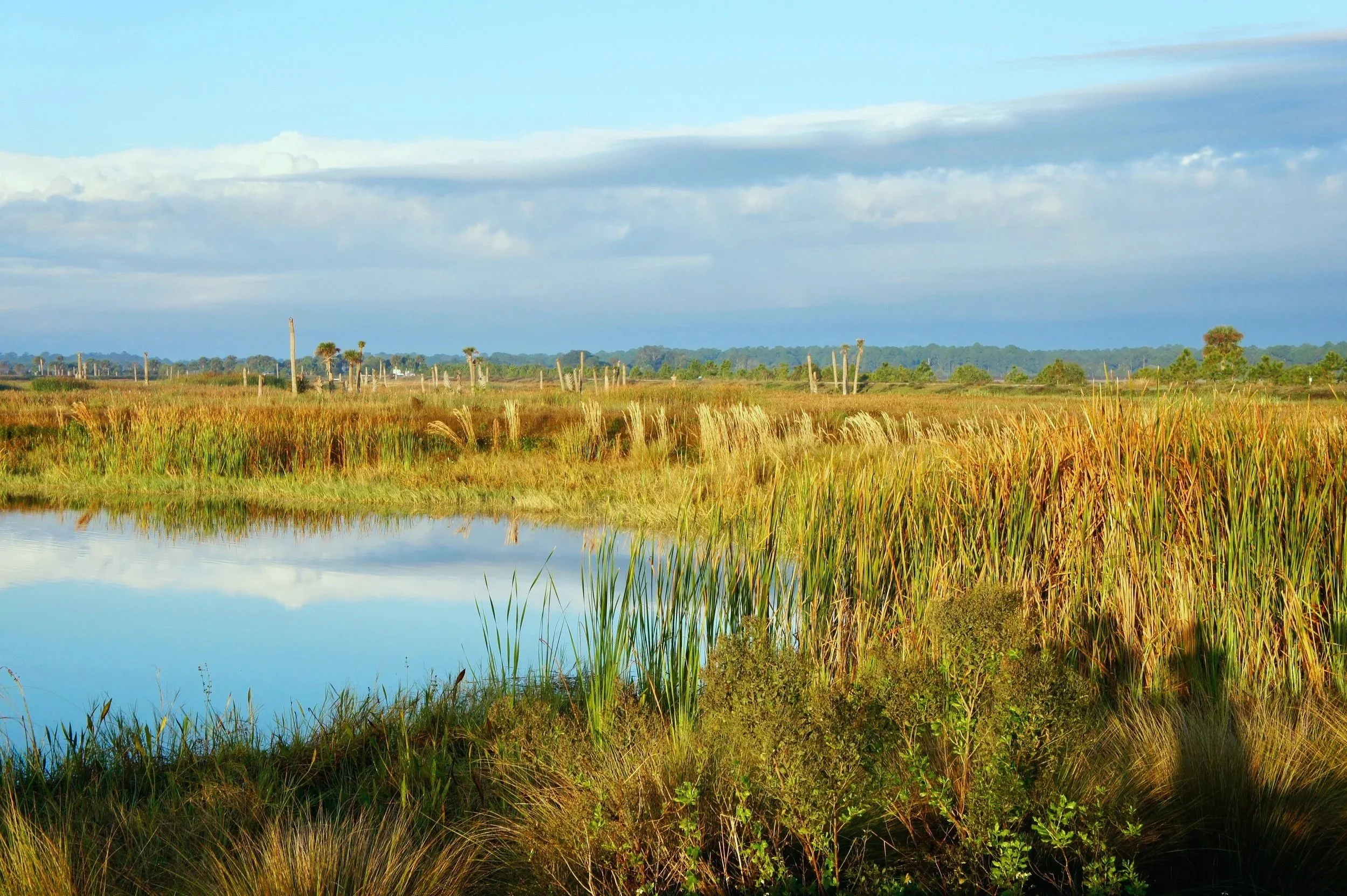 Viera Wetlands in Florida.jpg