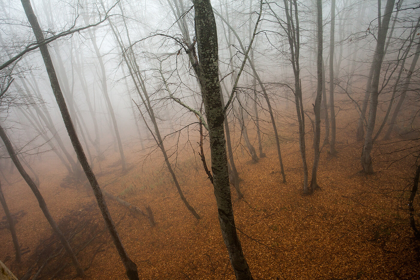 Olga Kravets | Grozny: Nine Cities - Forest