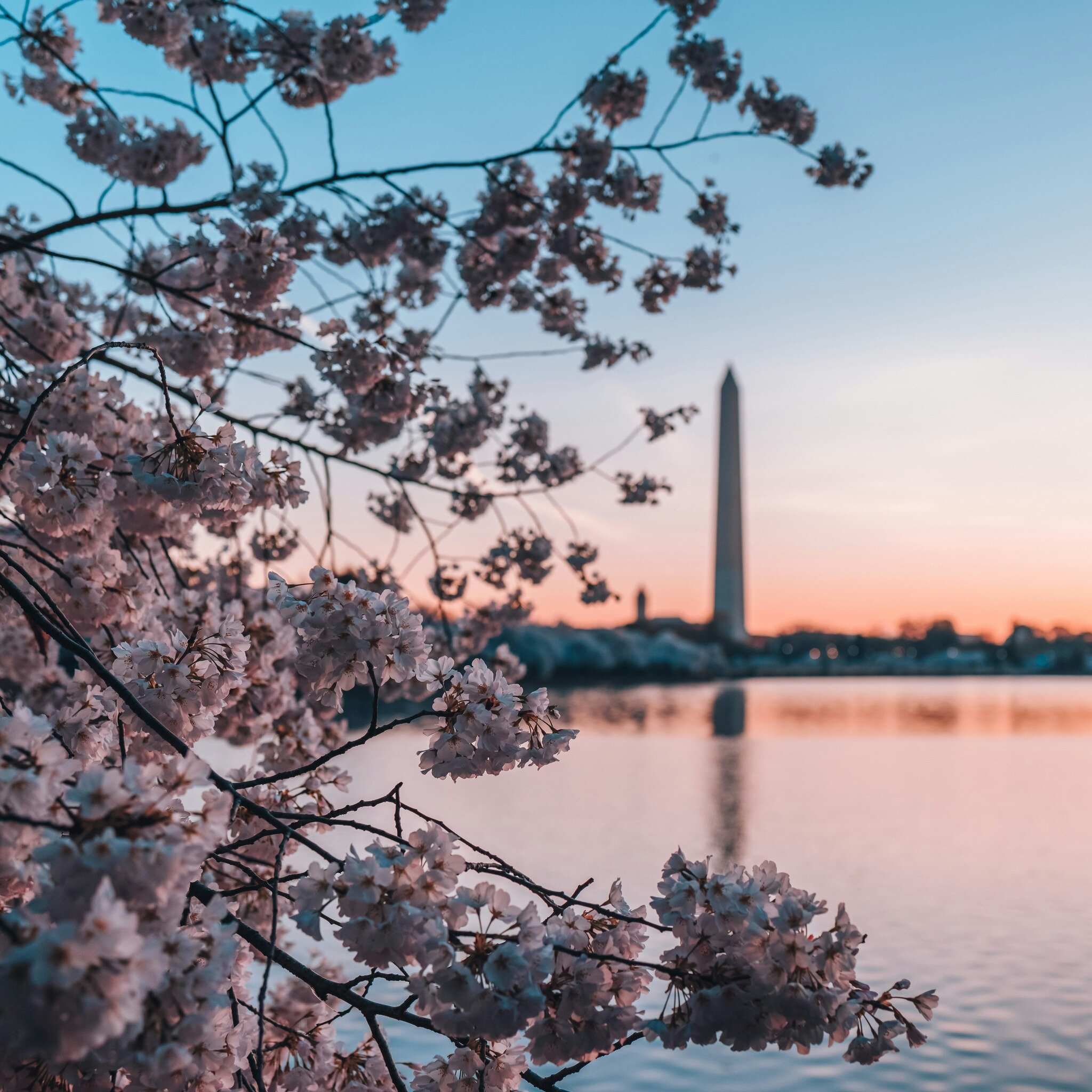 Cherry blossom season is almost upon us! Peak viewing dates are going to be March 23rd - 26th. Are you planning to get out and see them?🌸

#resessential #residentevents #liveauthentic #experientialmarketing #apartmentliving #amenityspaces #amenities