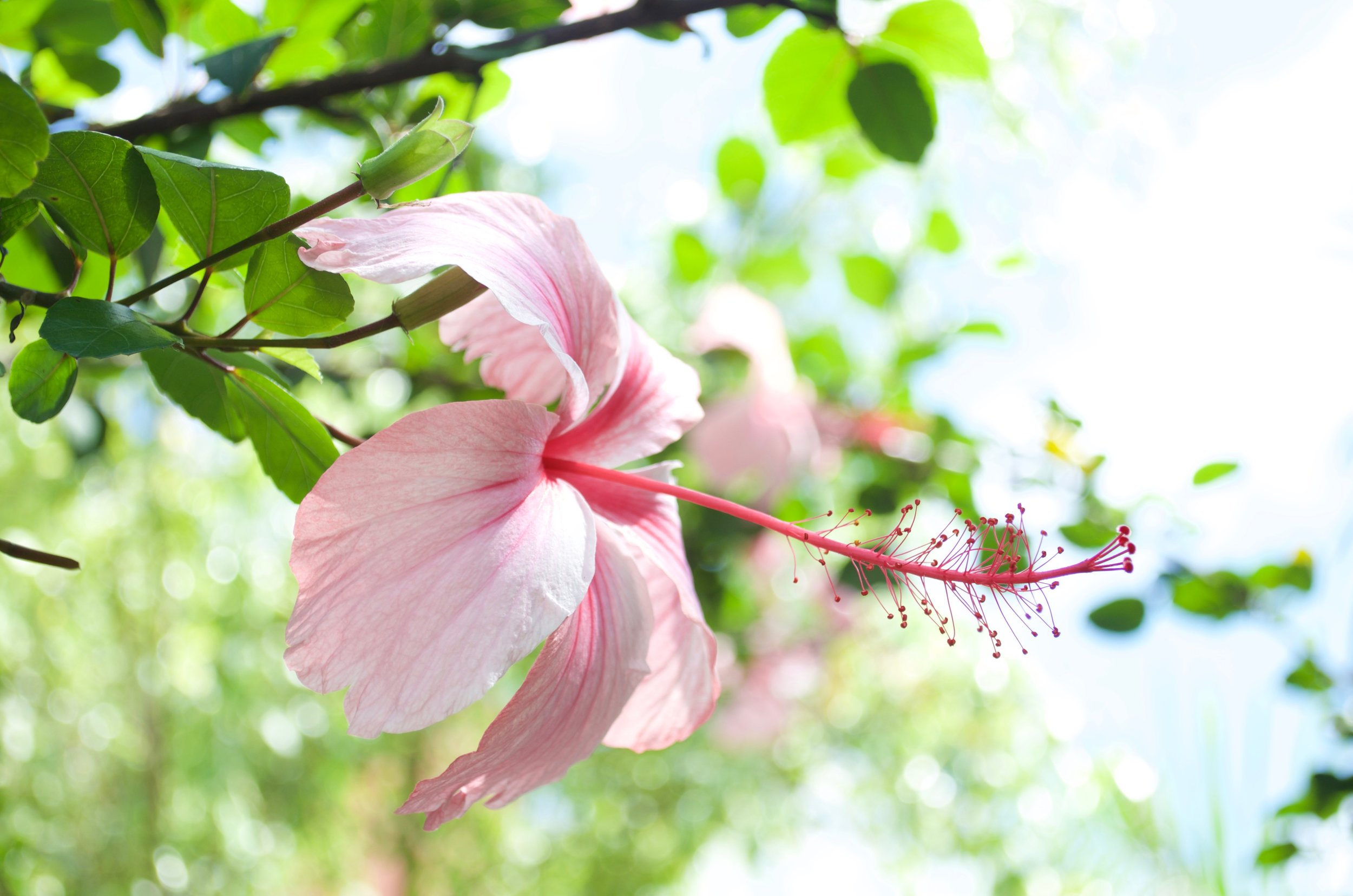 Pink Flower Nature Sustainability.jpeg