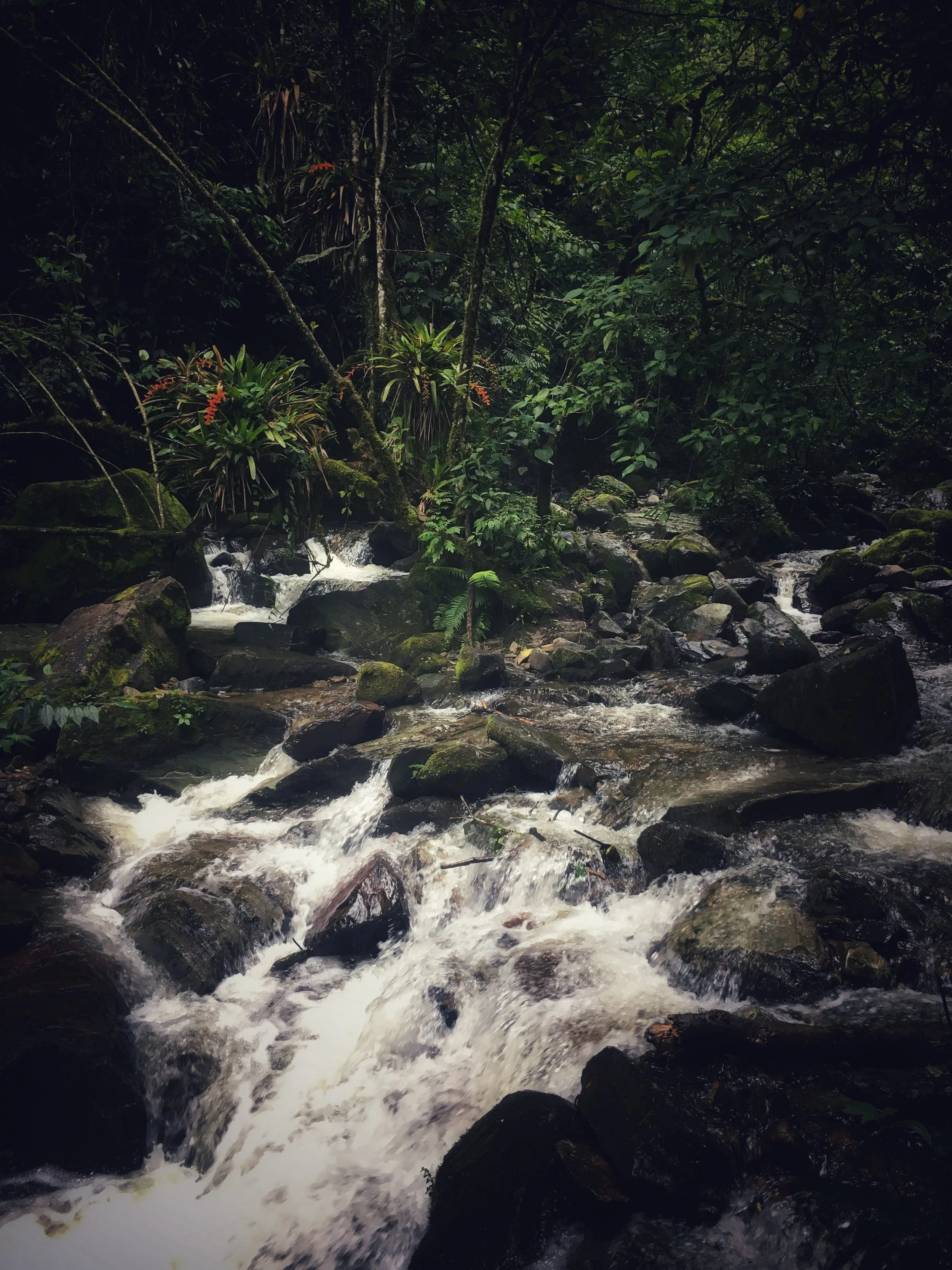 Into the depth of the rainforest