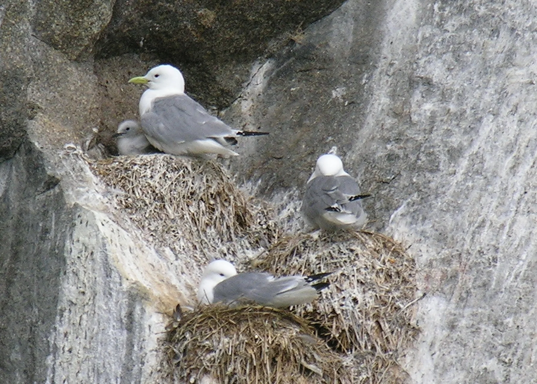 Black-legged Kittiwakes