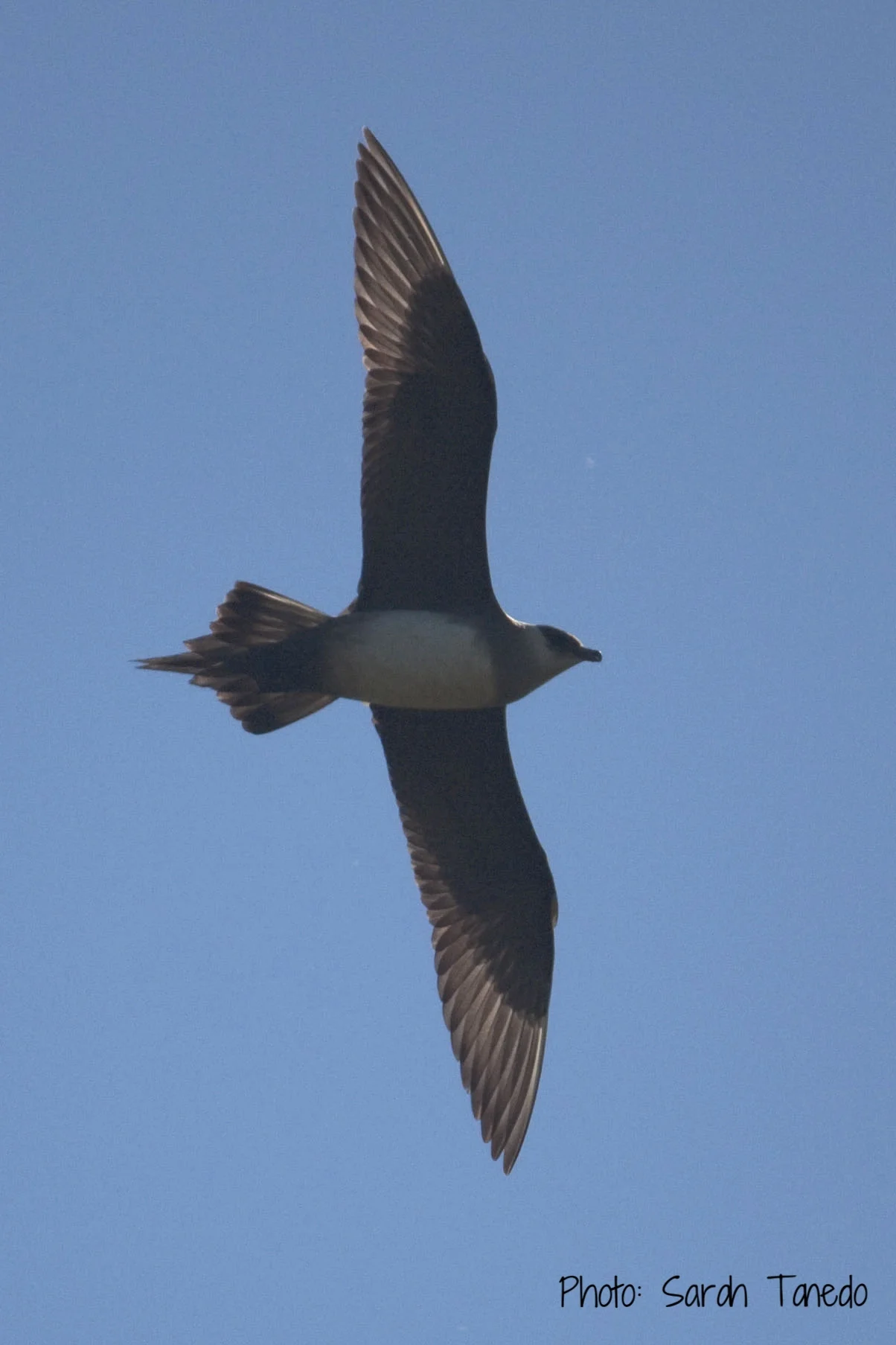 Parasitic Jaeger