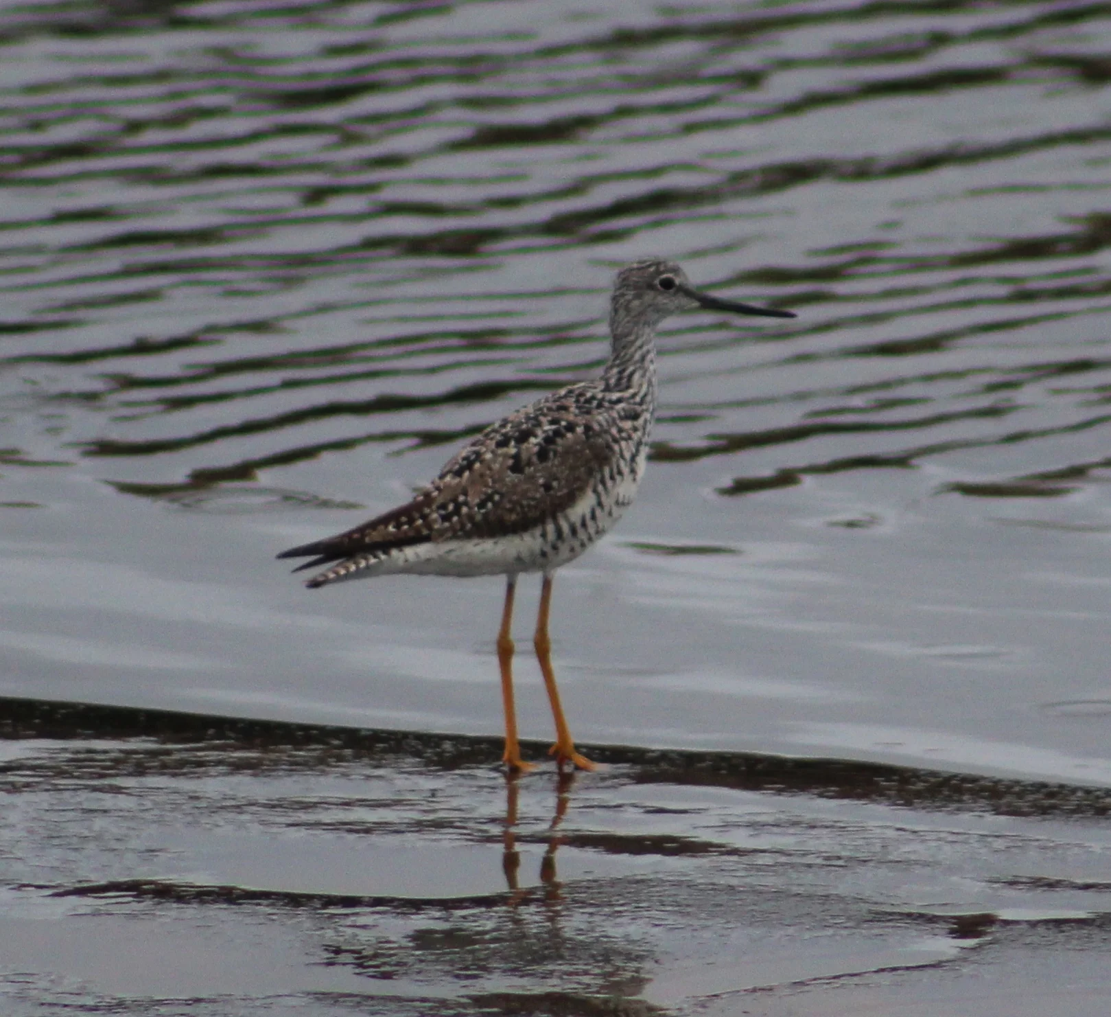 Greater Yellowlegs