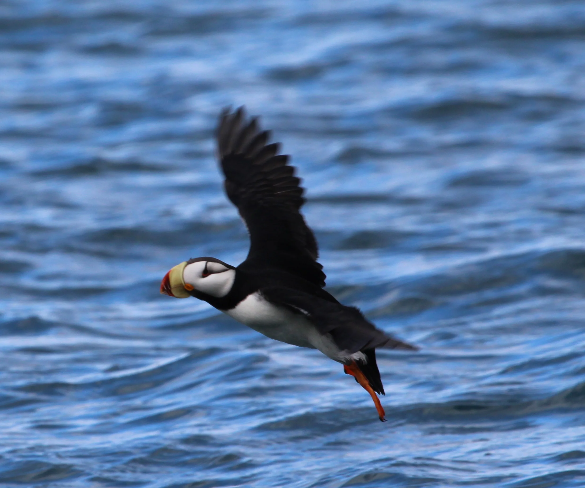Horned Puffin