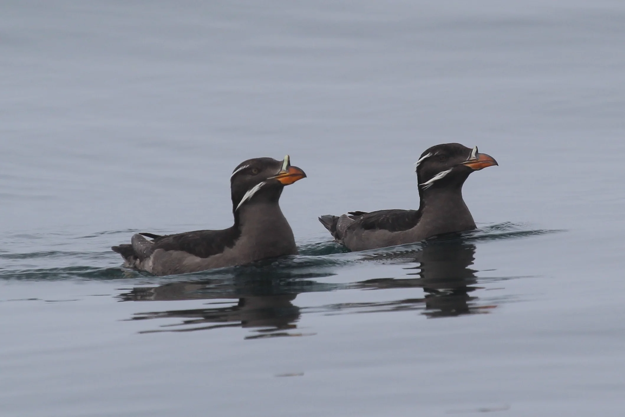 Rhinoceros Auklets