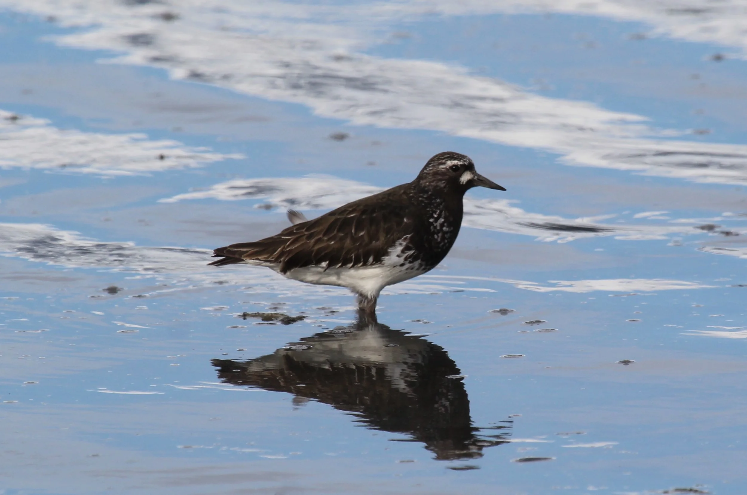 Black Turnstone
