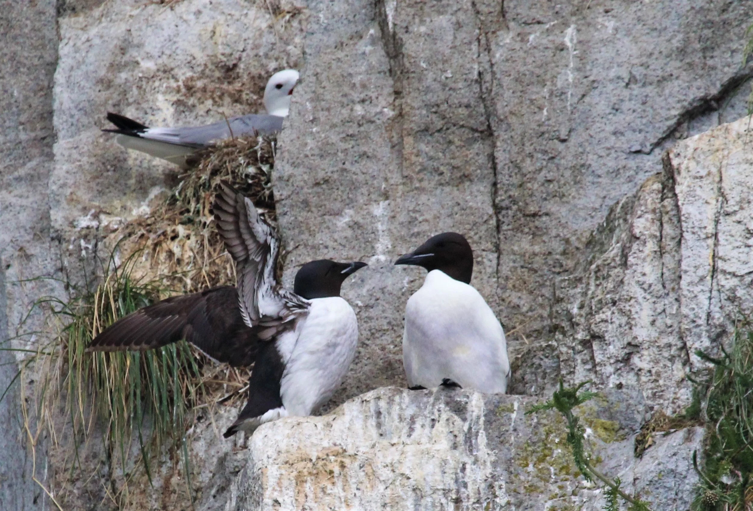 Thick-billed Murres
