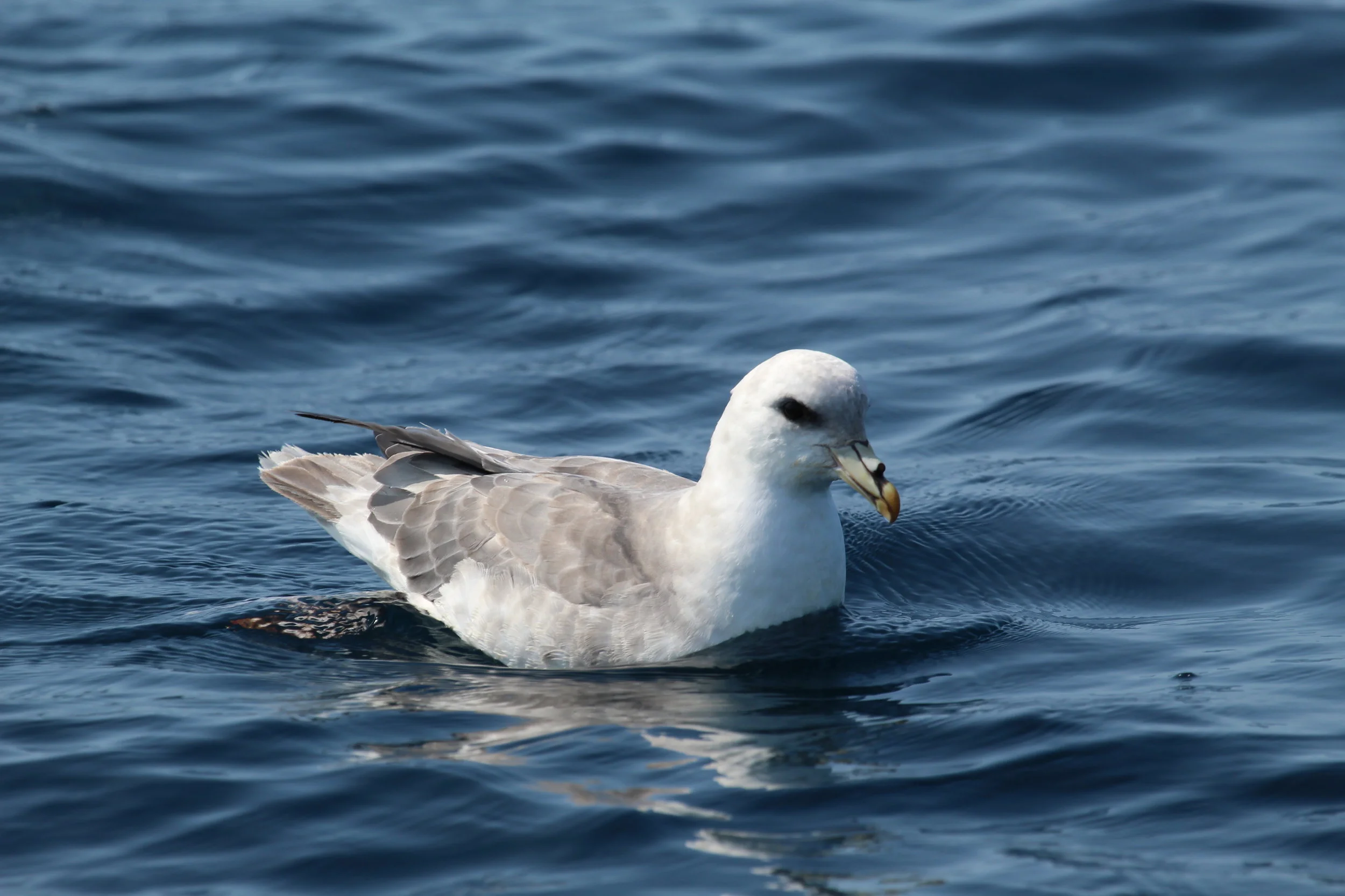 Northern Fulmar