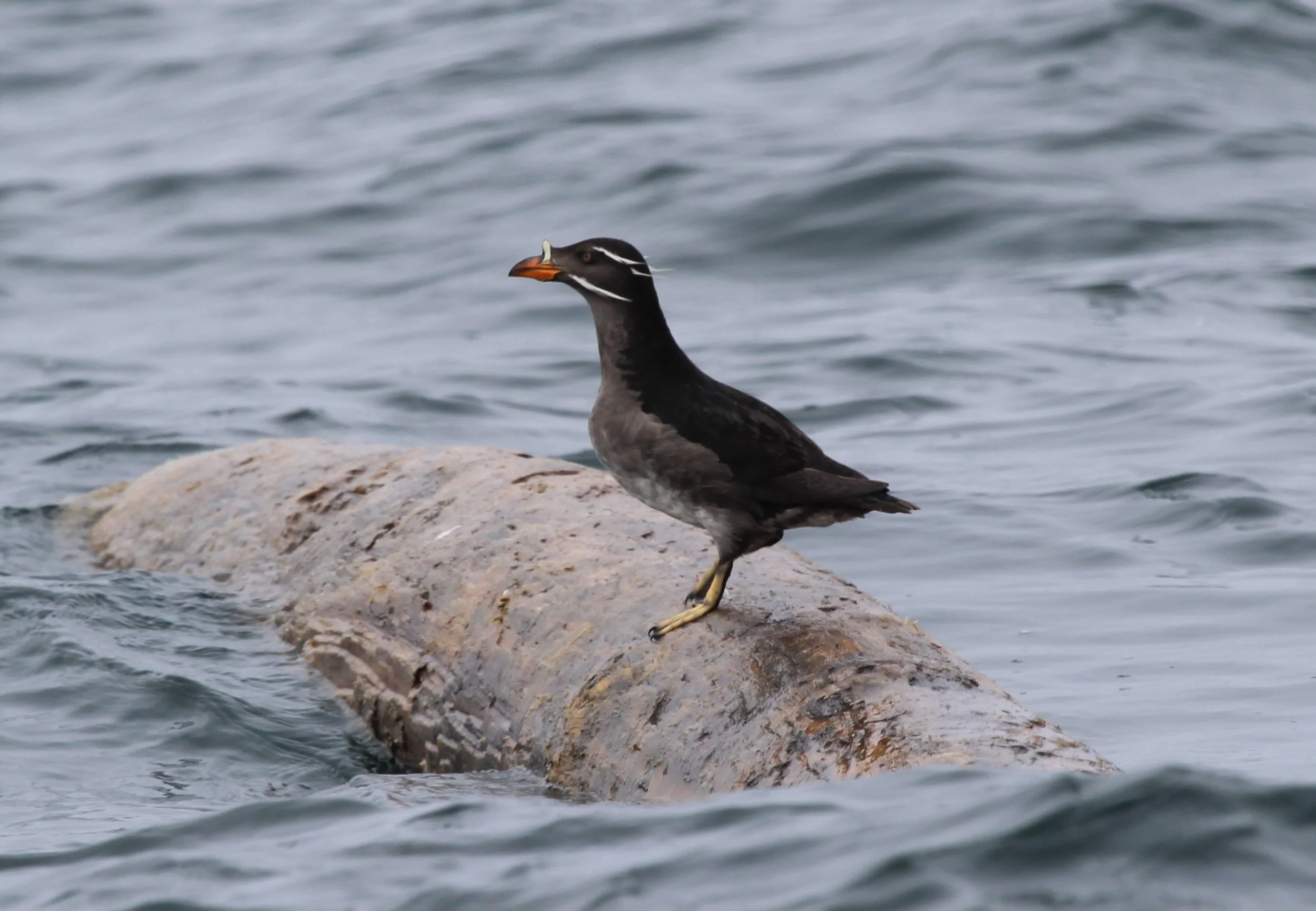 Rhinoceros Auklet