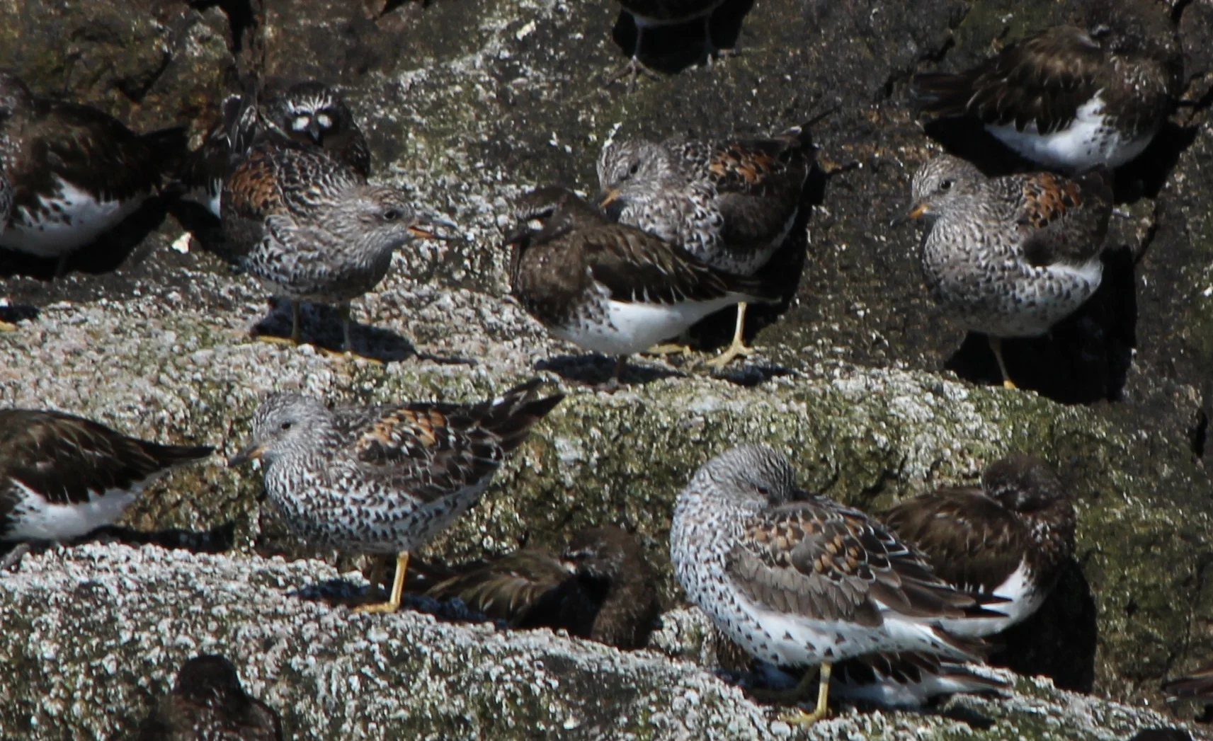 Surfbirds and Black Turnstones