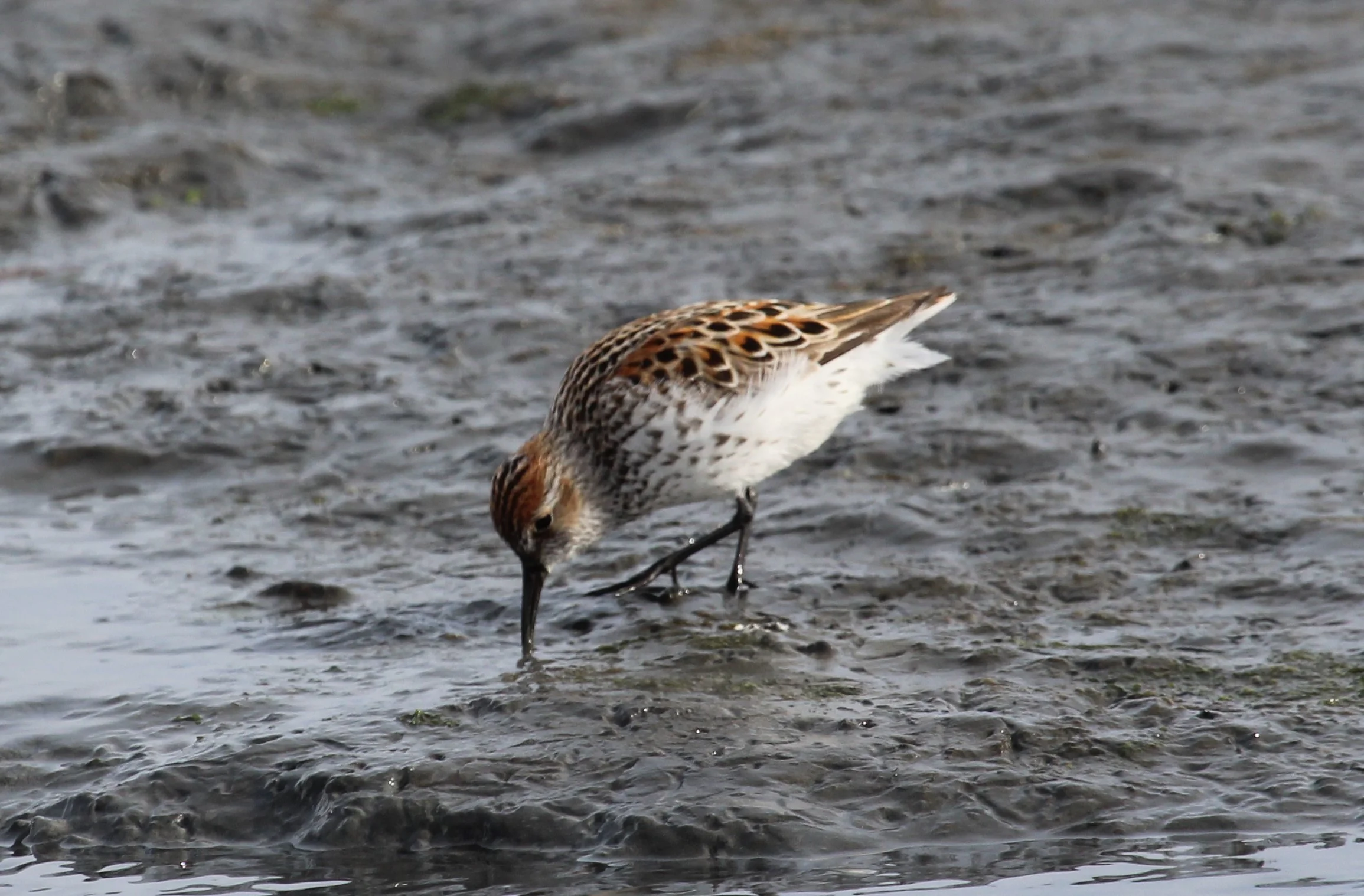 Western Sandpiper