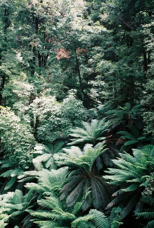 SOLD OUT - Yoga retreat in the Otways