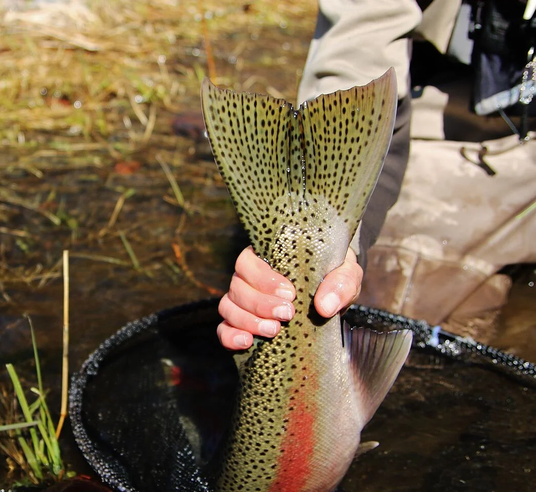 GRANDE RONDE STEELHEAD-FALL