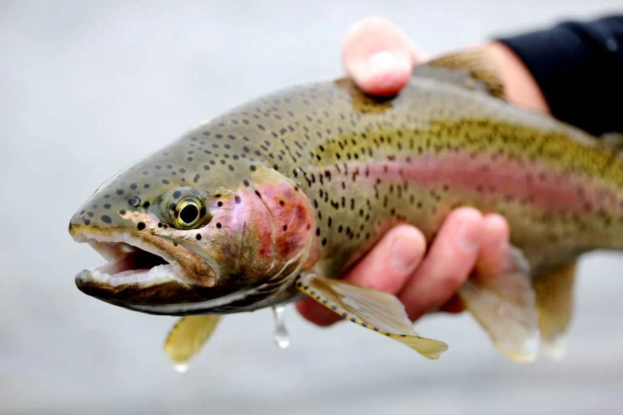 TROUT CITY