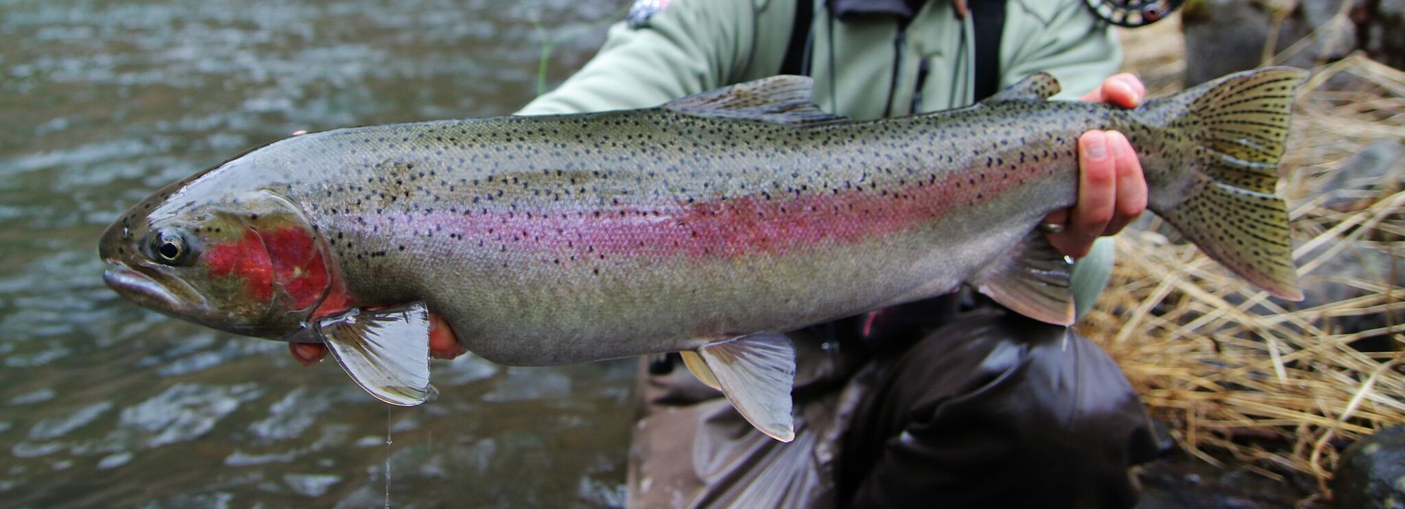 WILD STEELHEAD