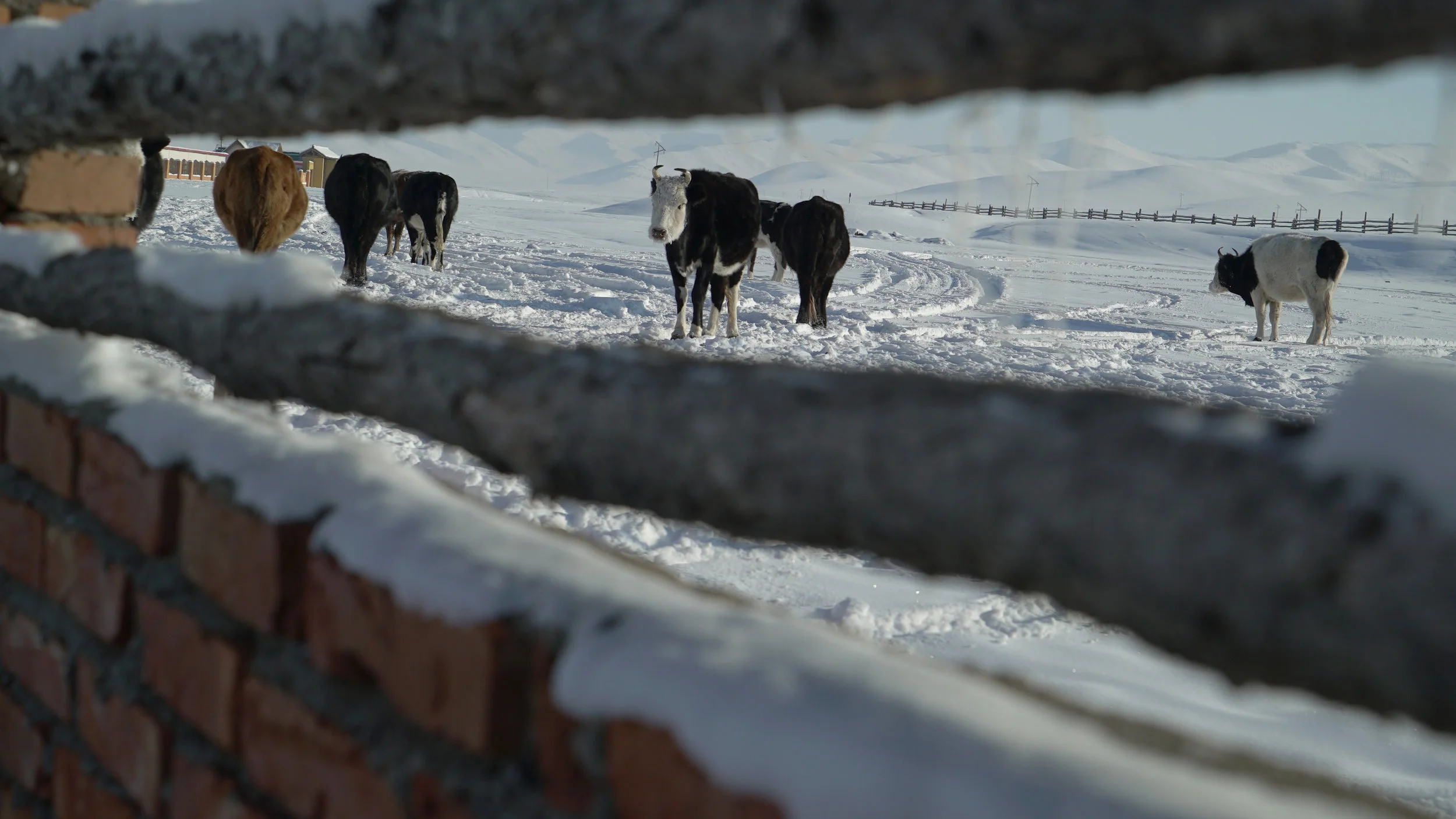 Cows.jpg