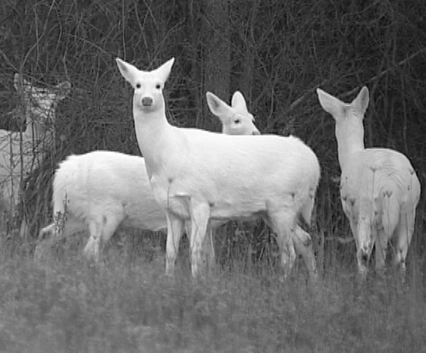Seneca-White-Deer-1-1536x1166 copy.jpg