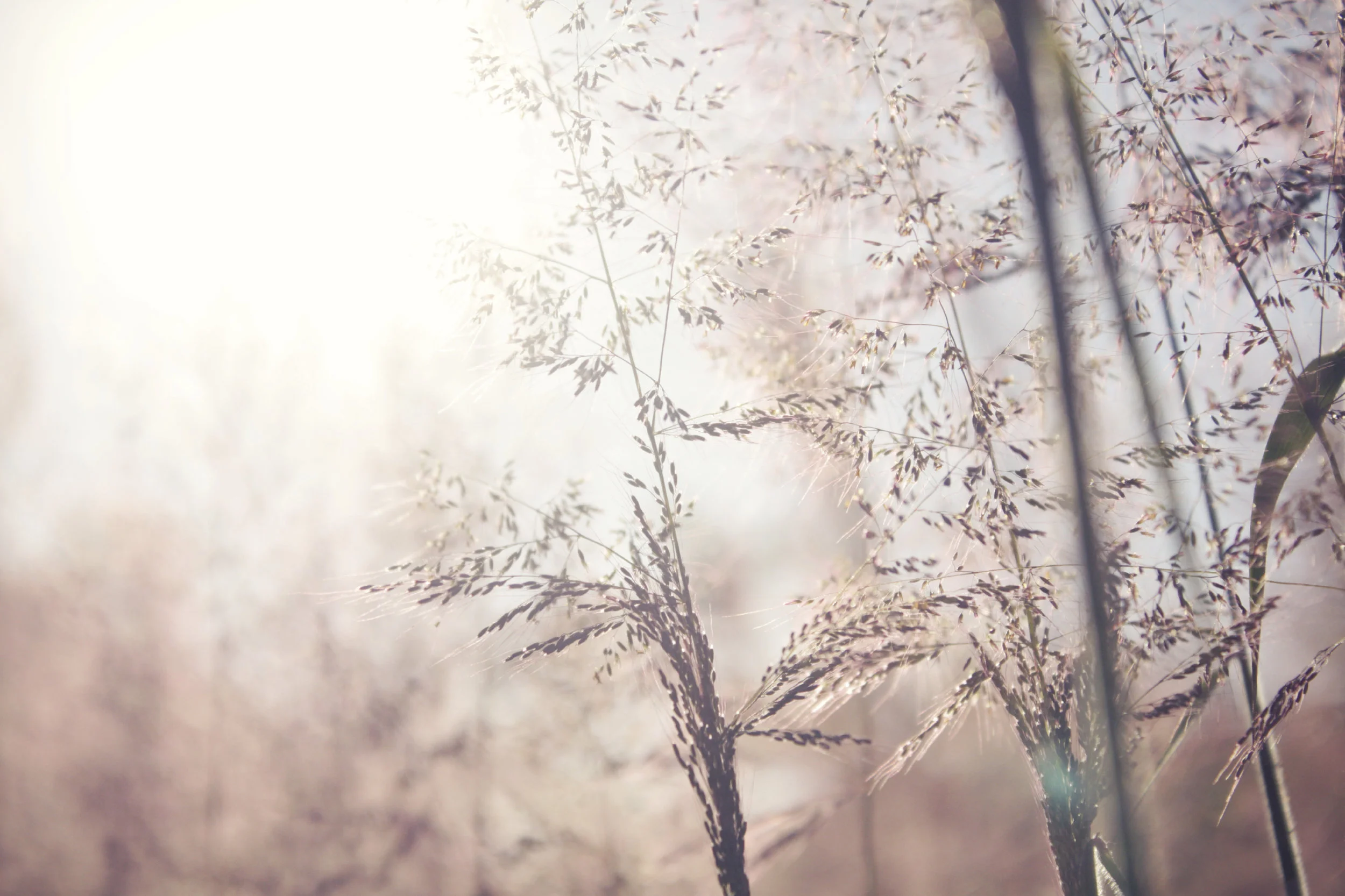 iStock_000044338810_Large.jpg