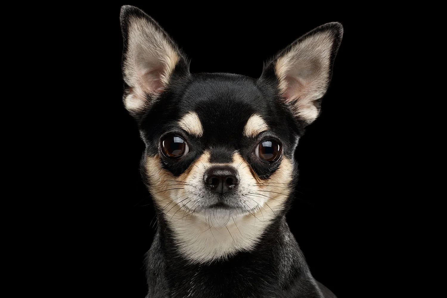Chihuahua.jpg
