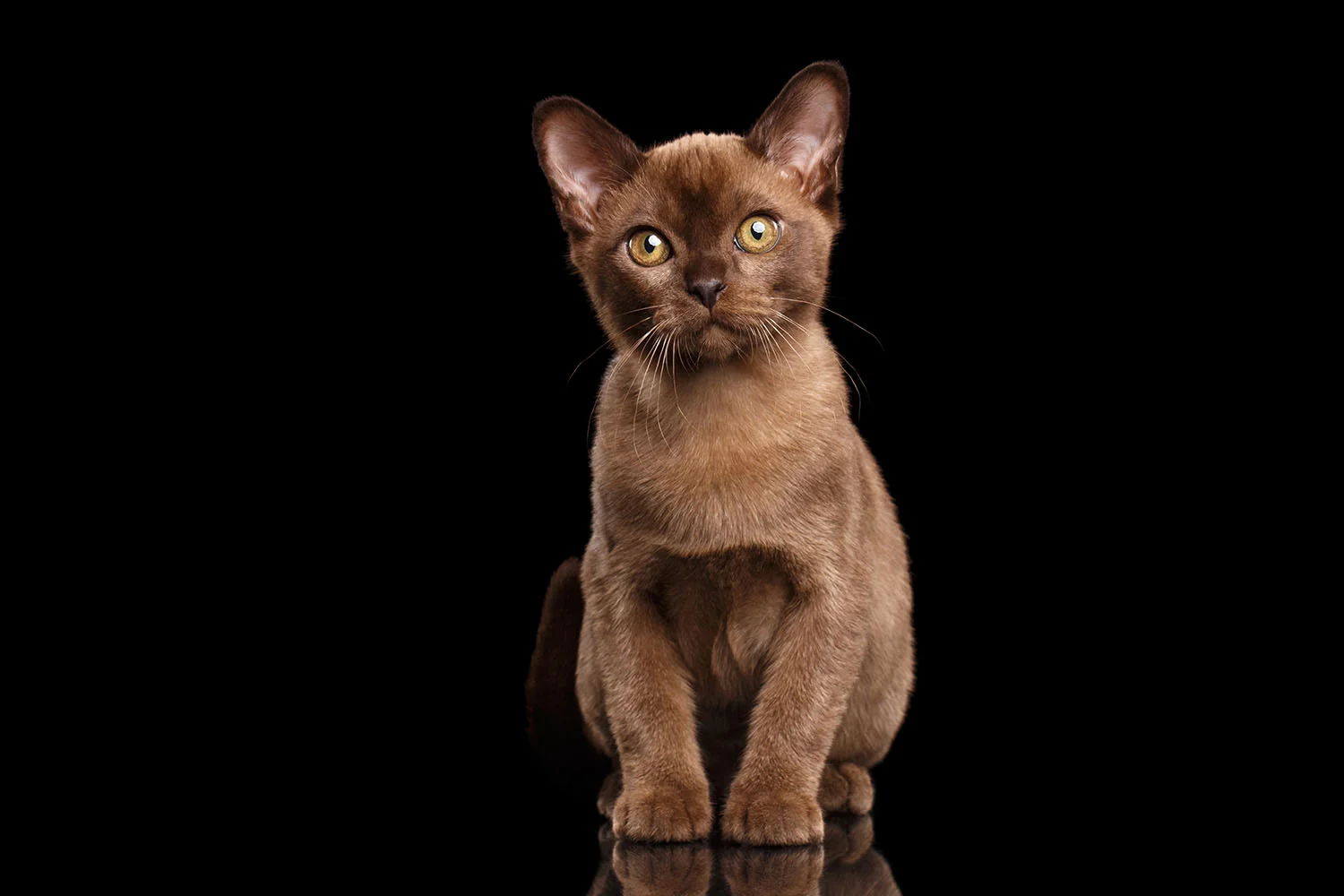 Burmese_kitten.jpg