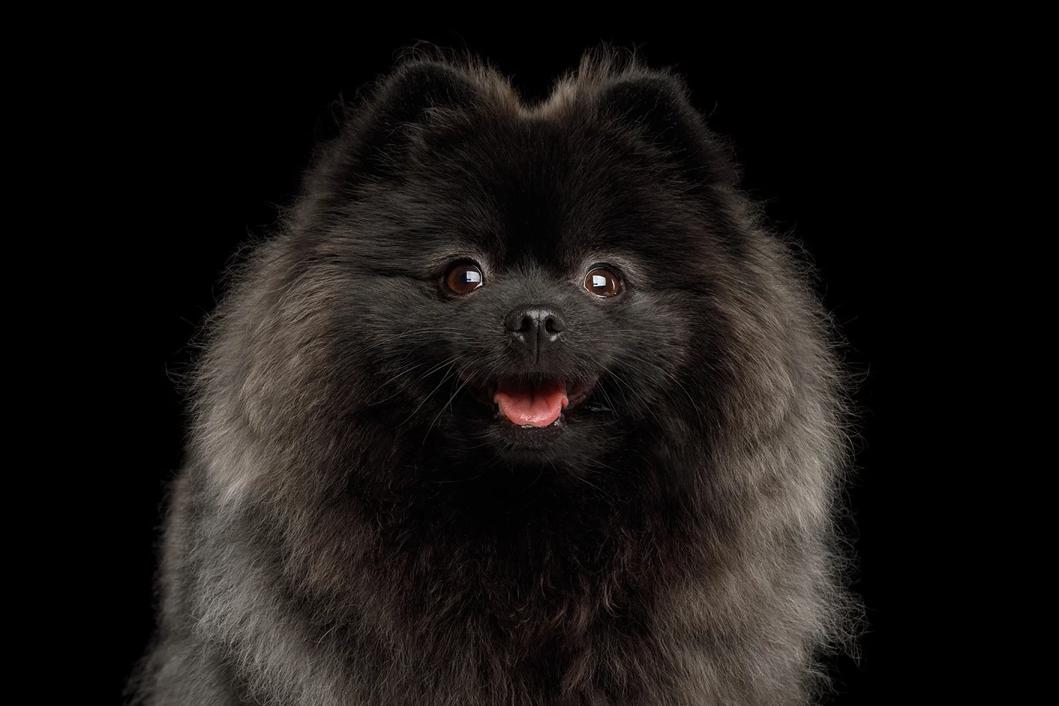 Kennel Cough Elwood Vet