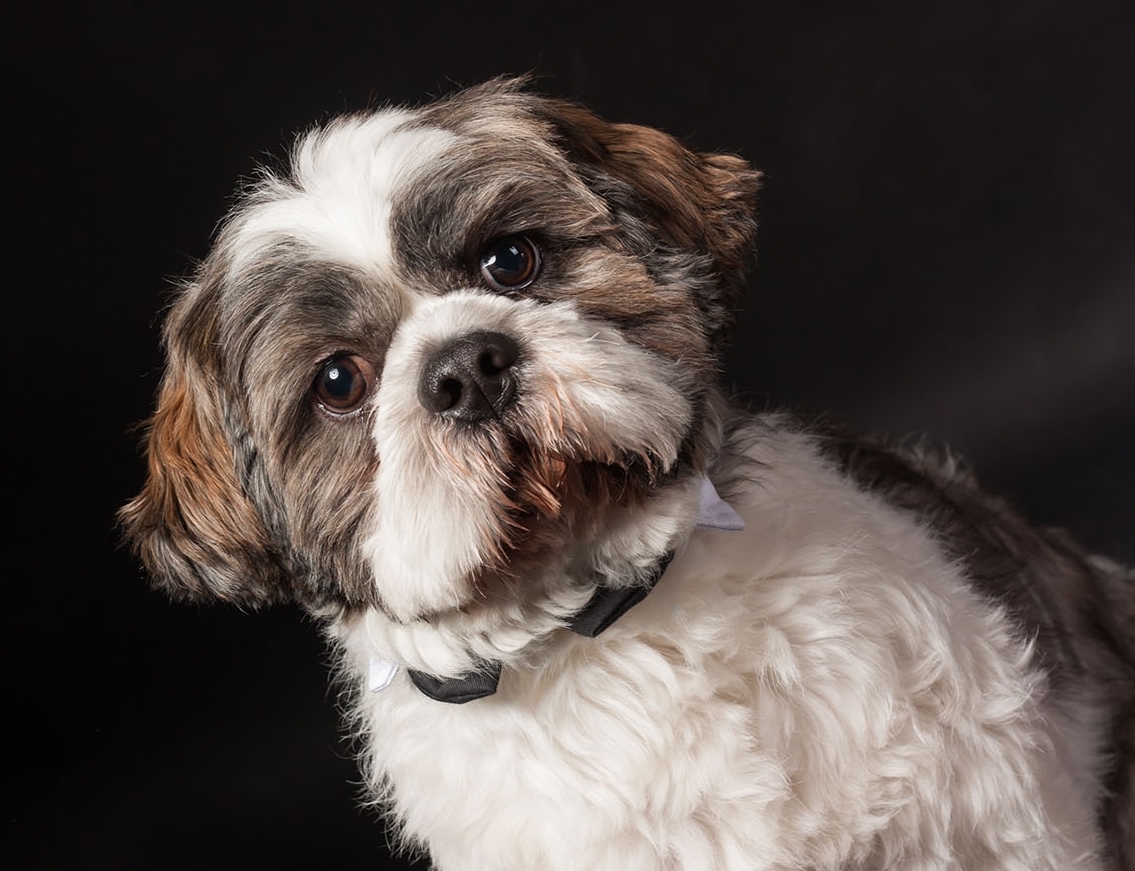 Small breeds with snort snouts are doubly prone to dental problems