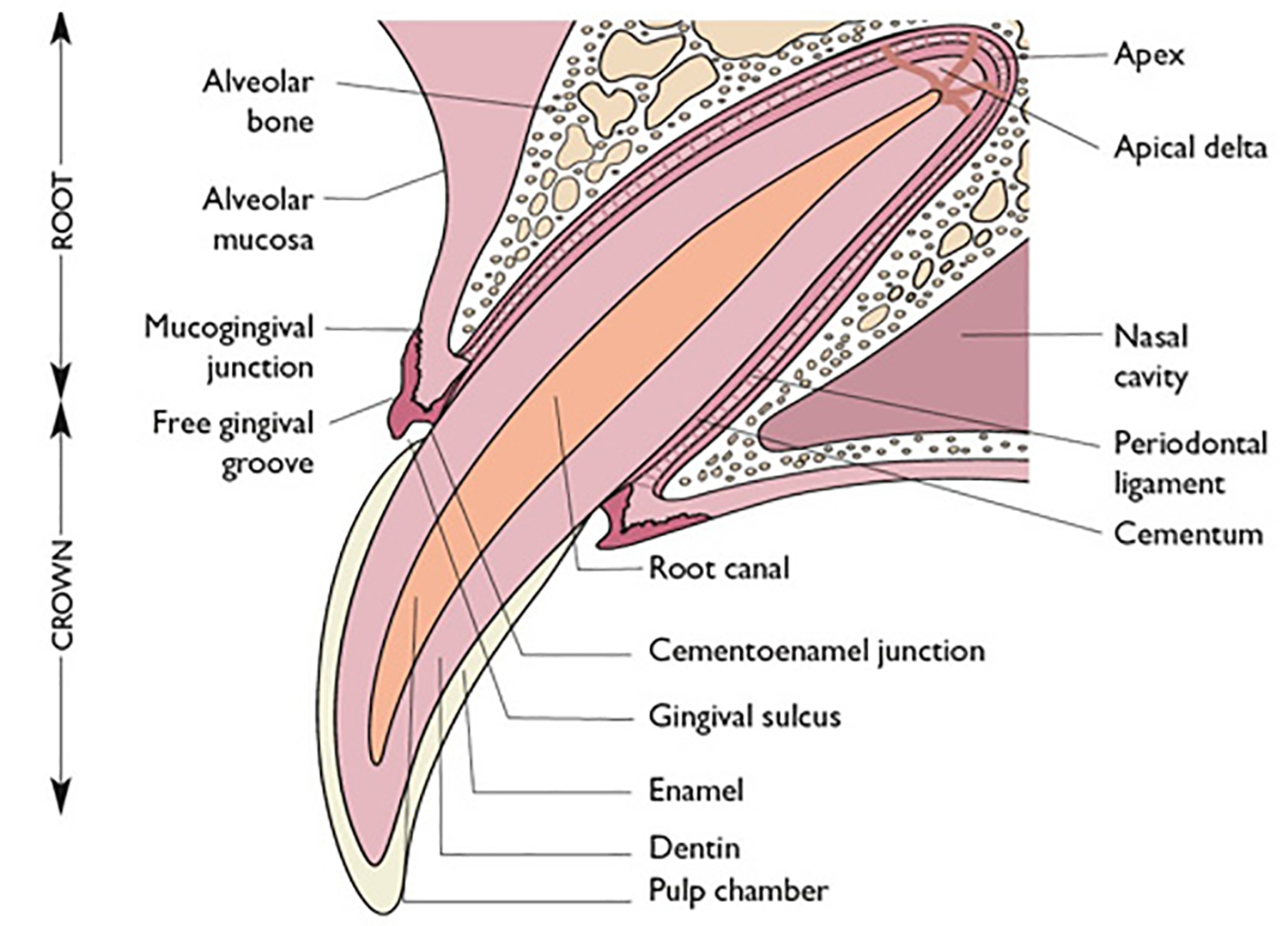 Cross section of a tooth