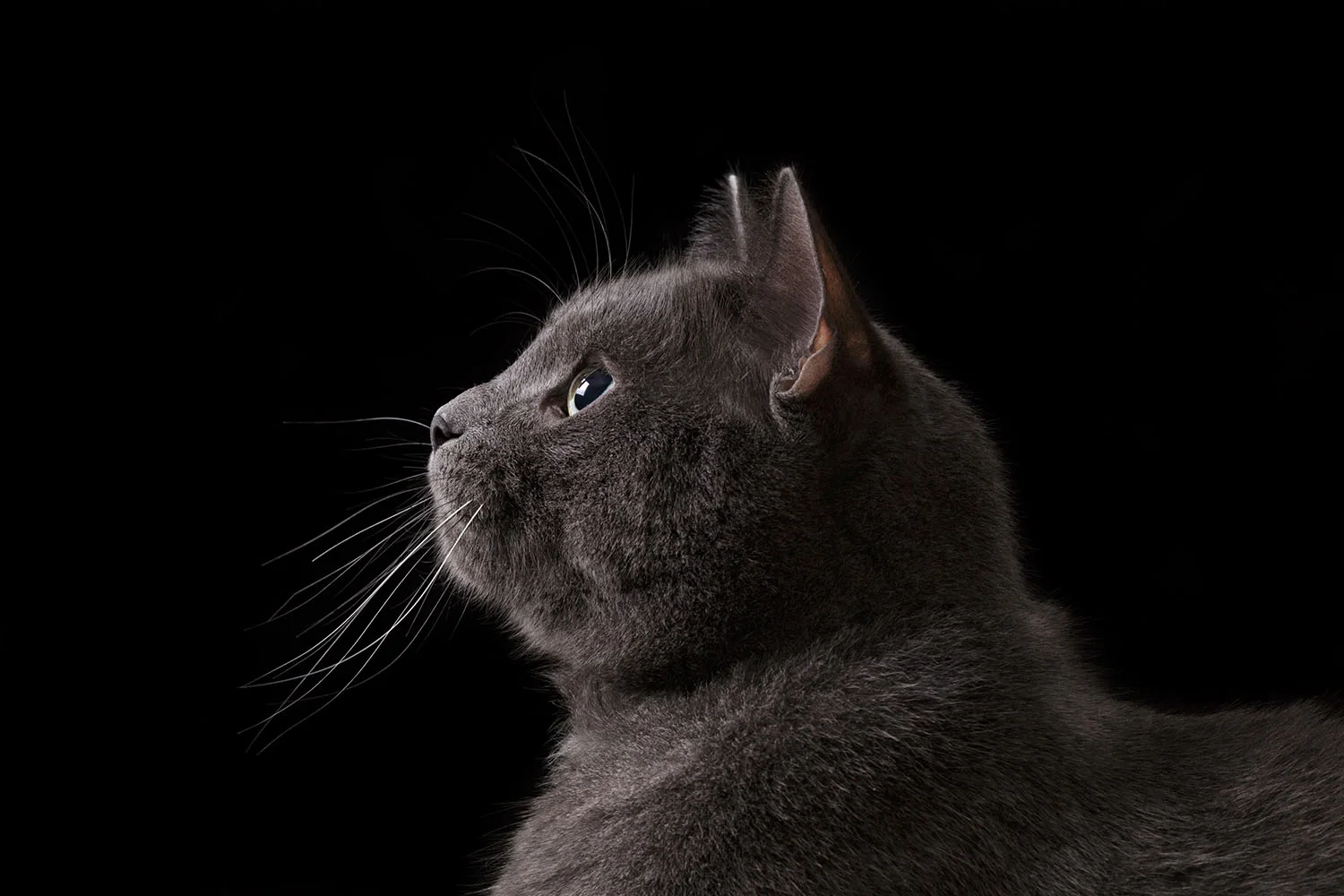 Grey_cat_side.jpg