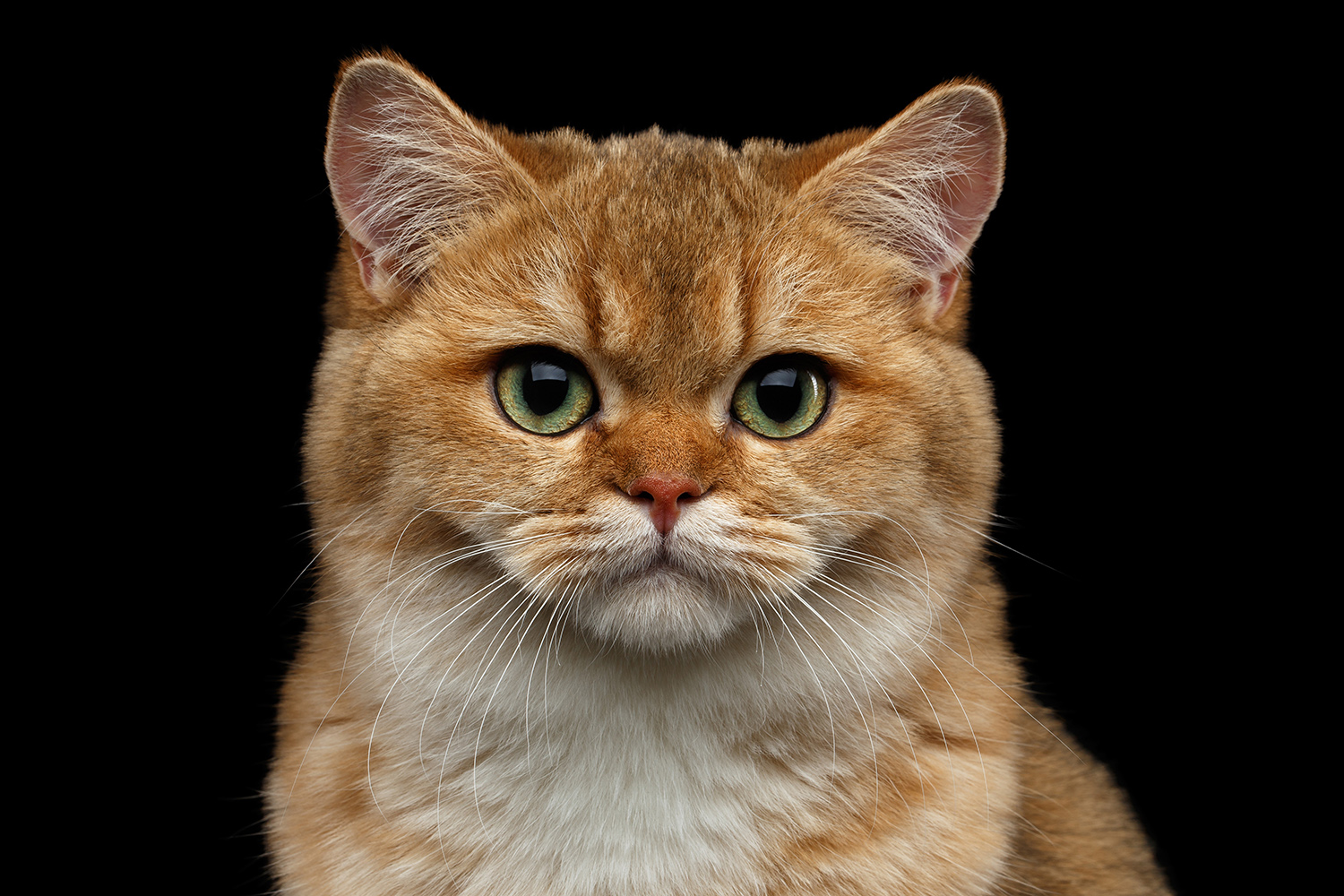 Cancer in cats — Elwood vet