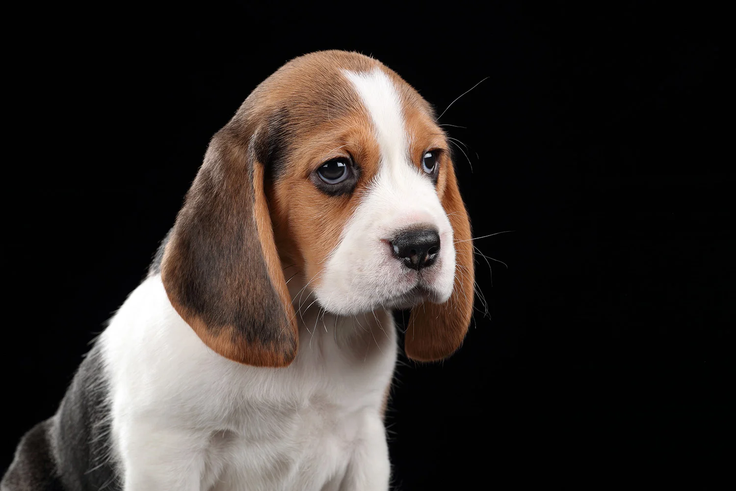 beaglepup.jpg