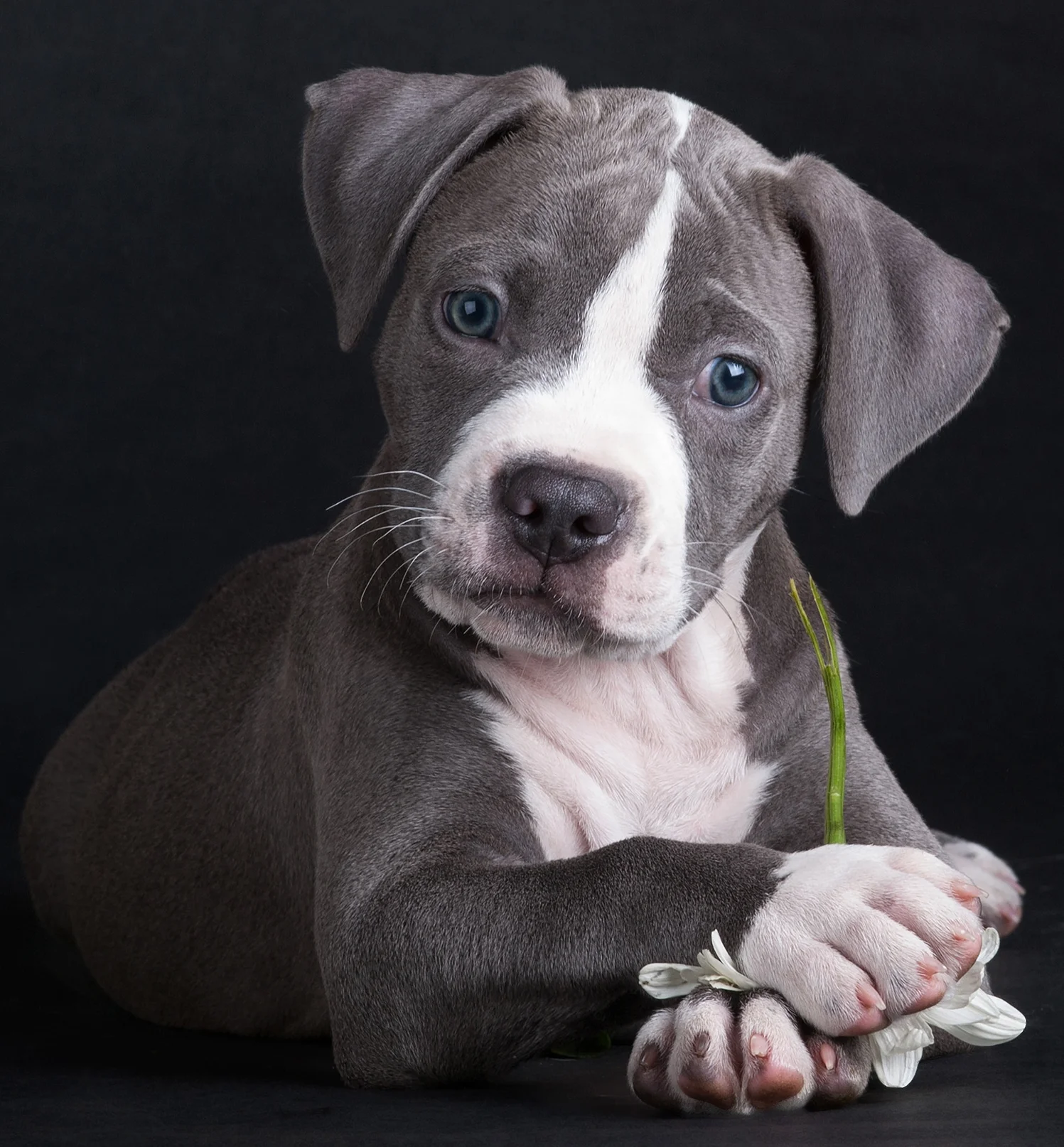 staffypup.jpg