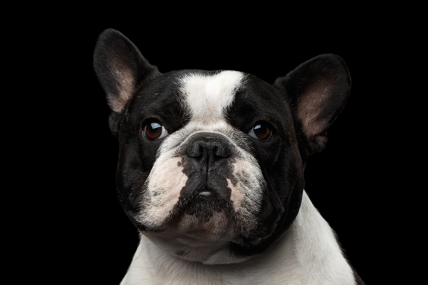 brachycephalic airway syndrome in dogs