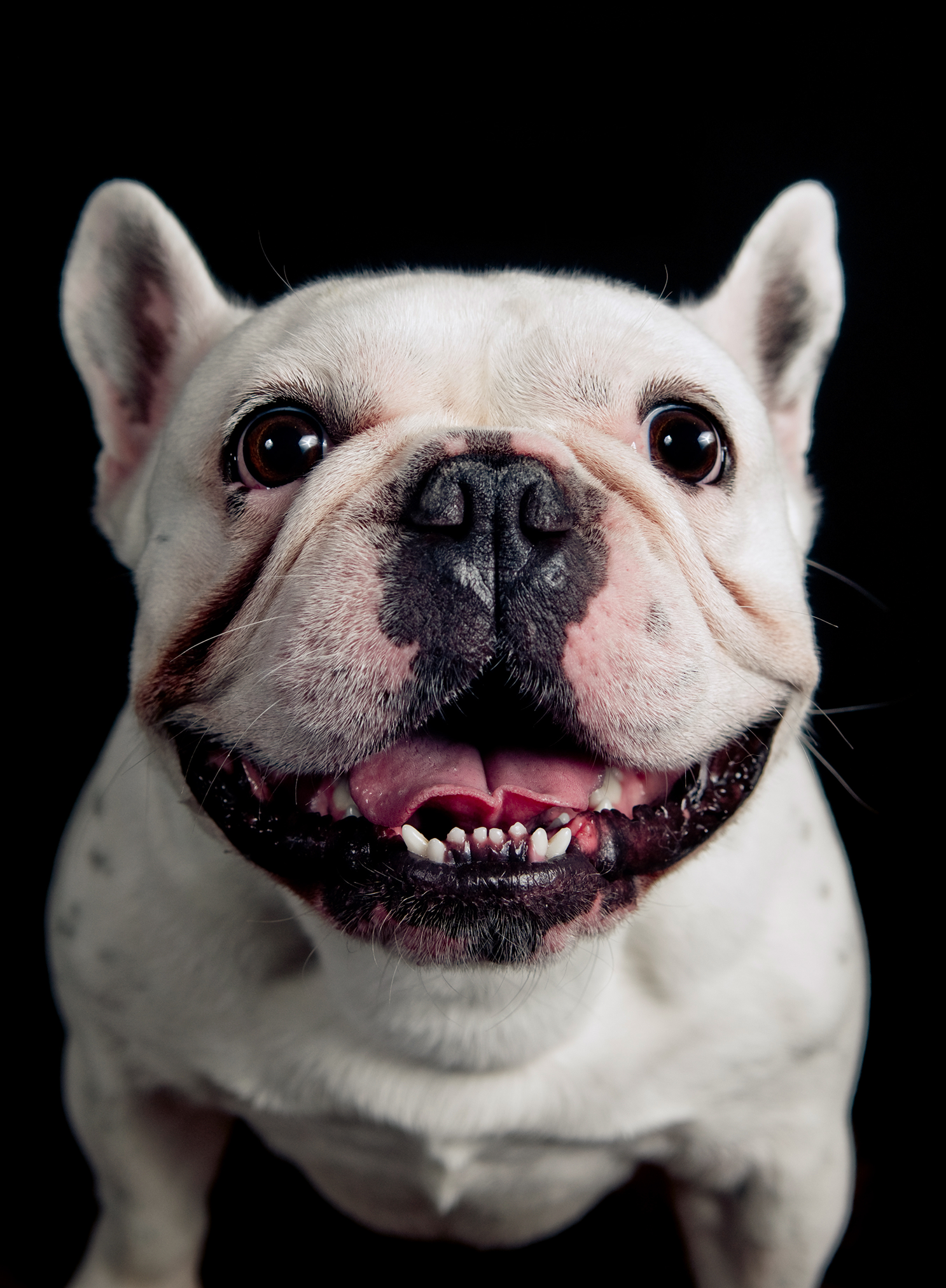 smilingfrenchie.png