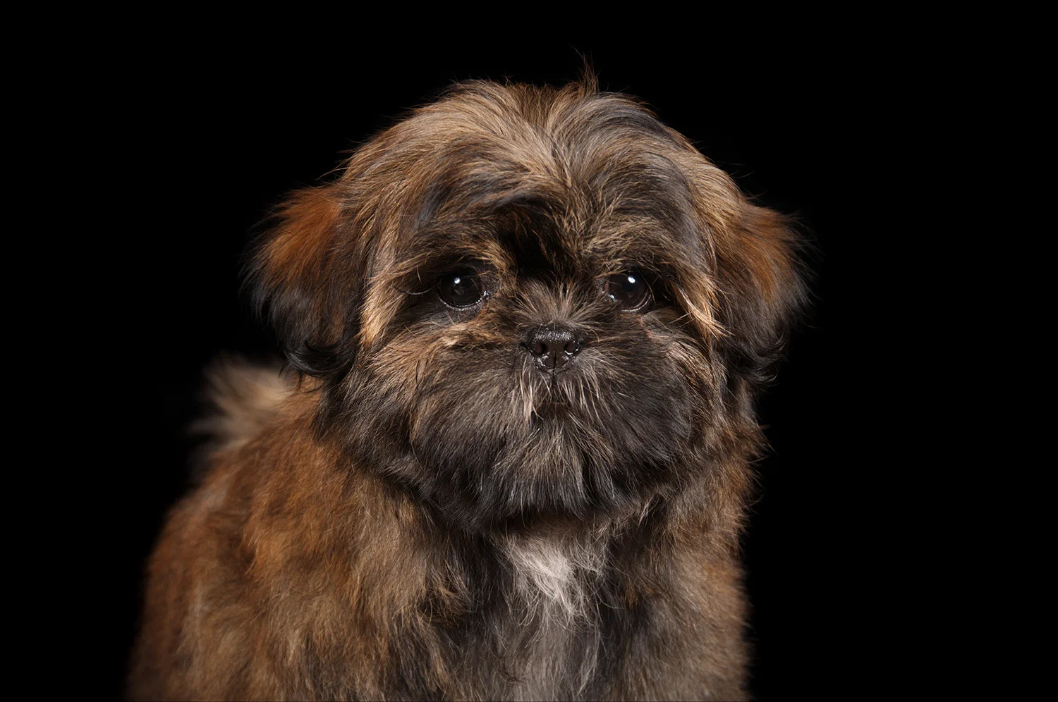 brownpup.jpg