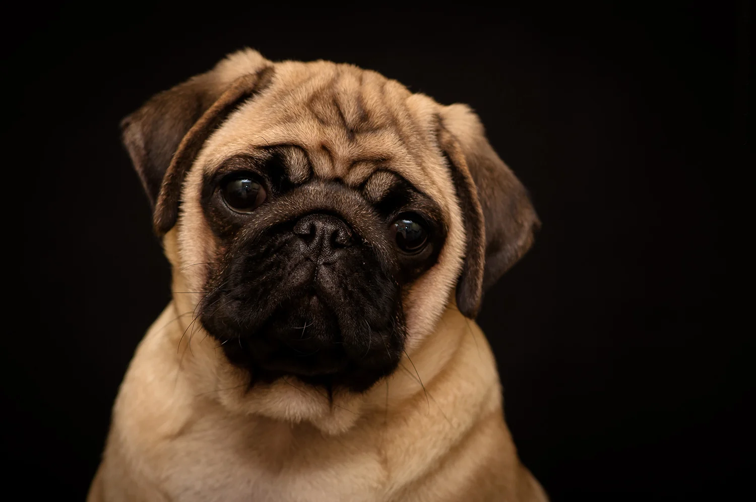 pug.jpg