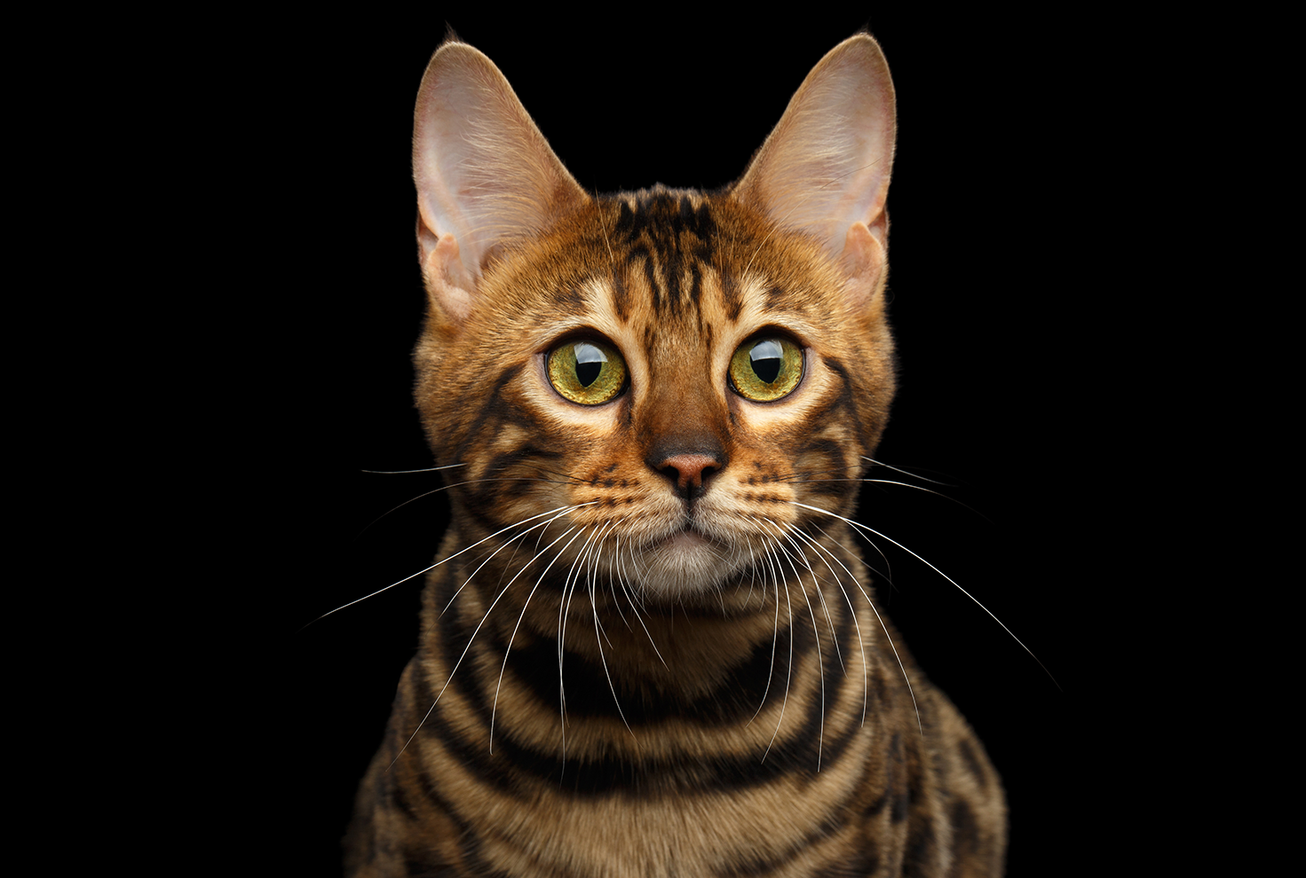 female cat urinary problems