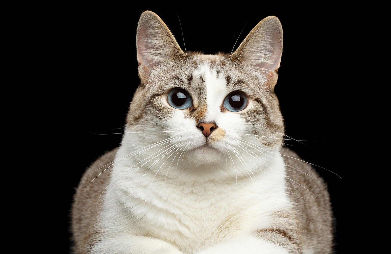 caturine5.png
