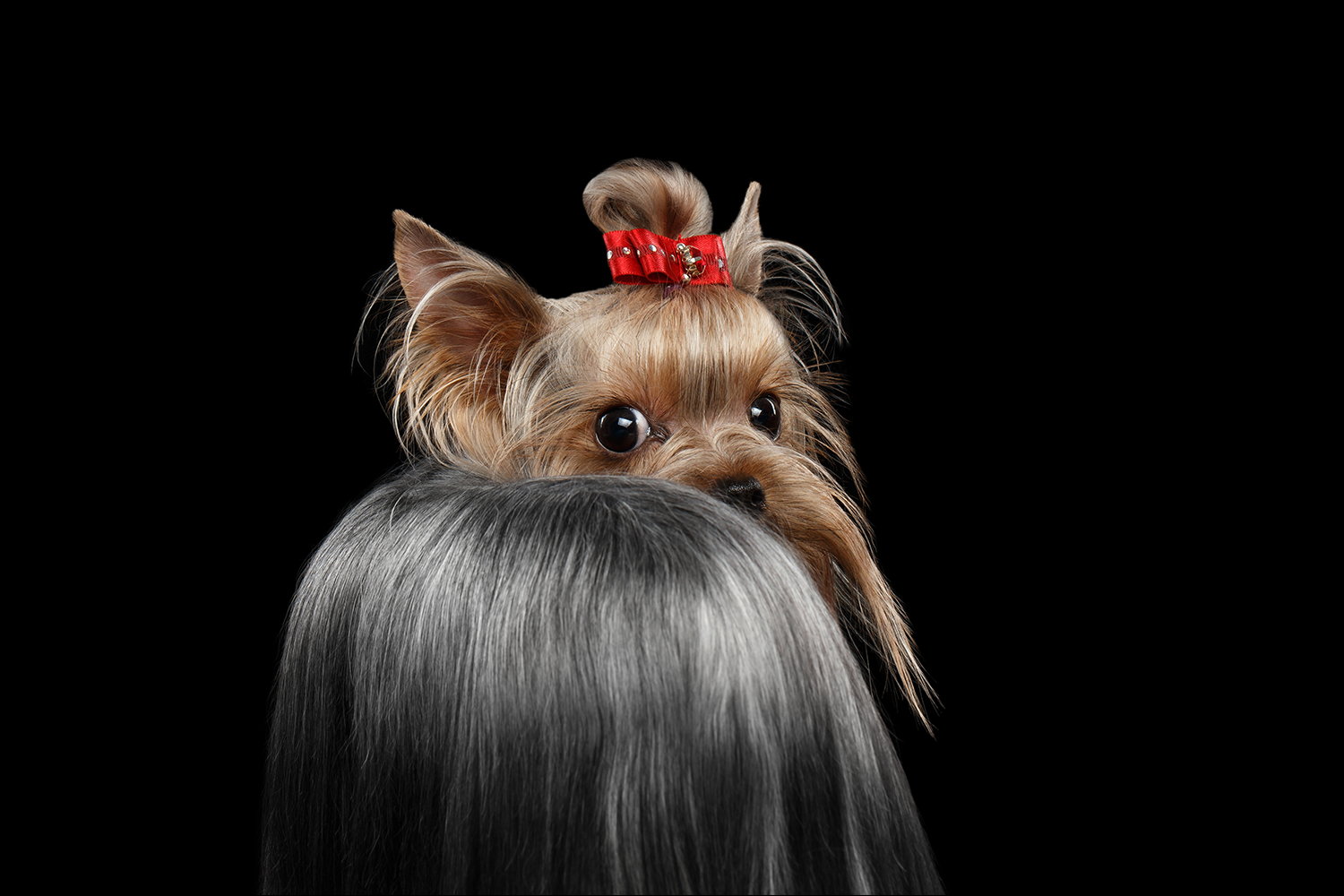 yorkiebum.png