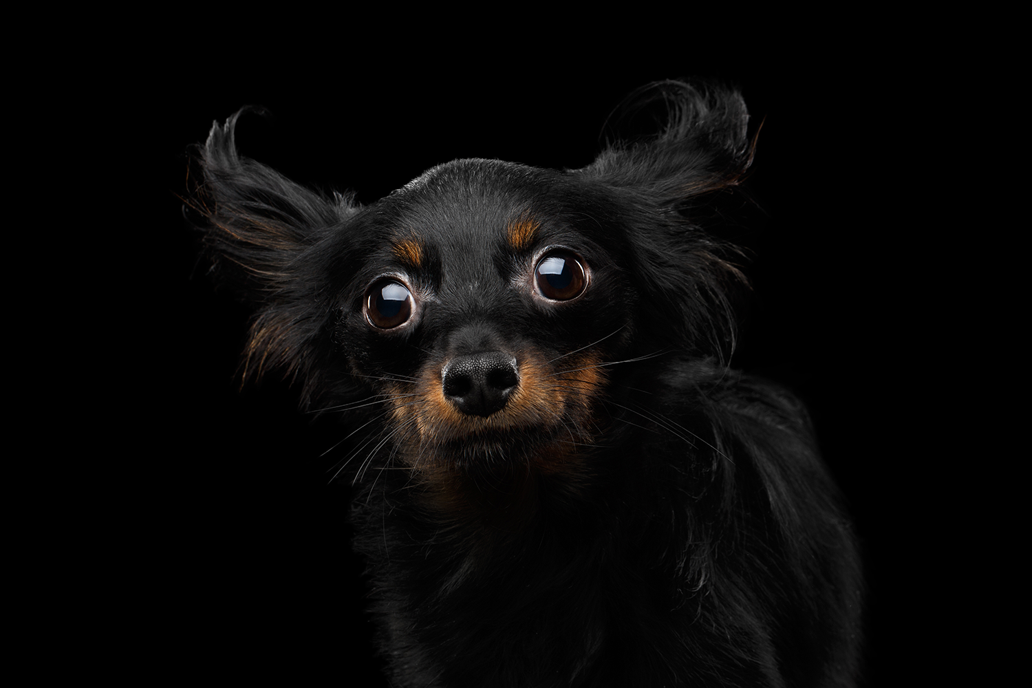 chihua.png