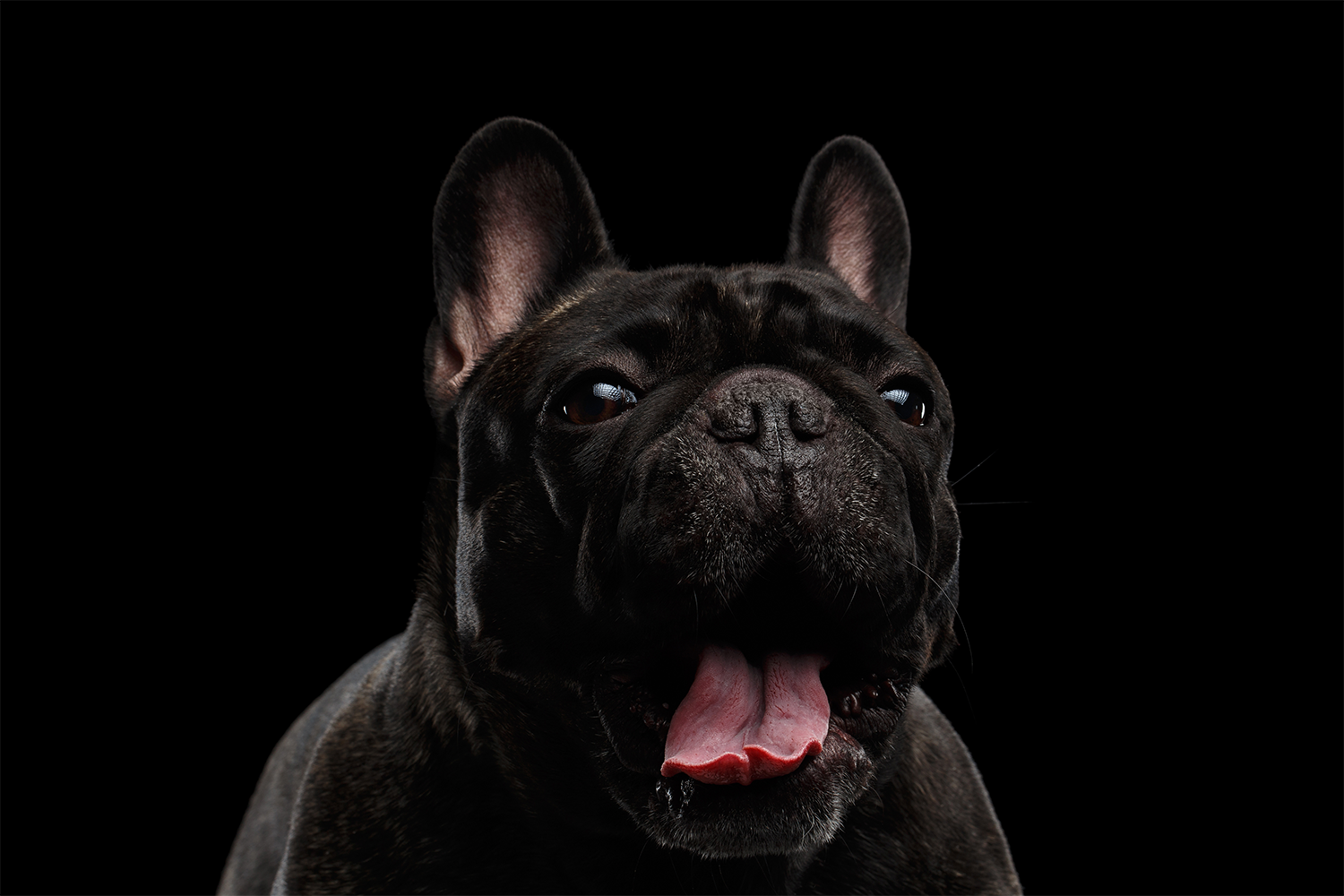 yawning frenchie.png