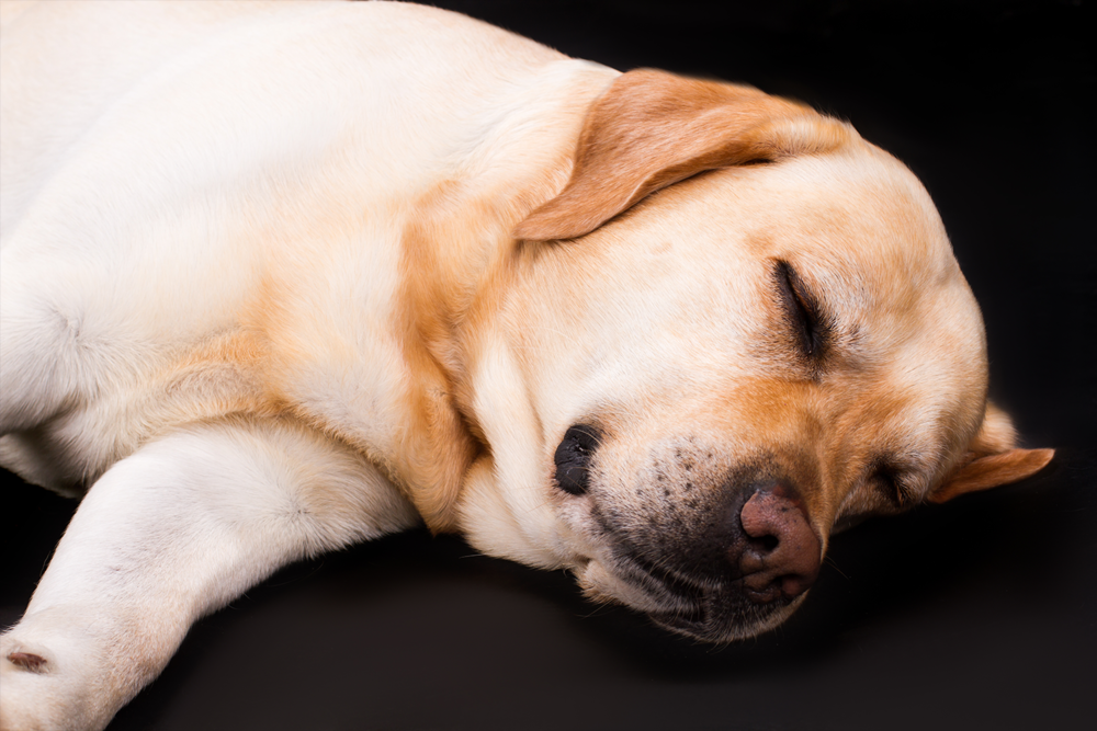 How To Help Dog With Dementia Sleep