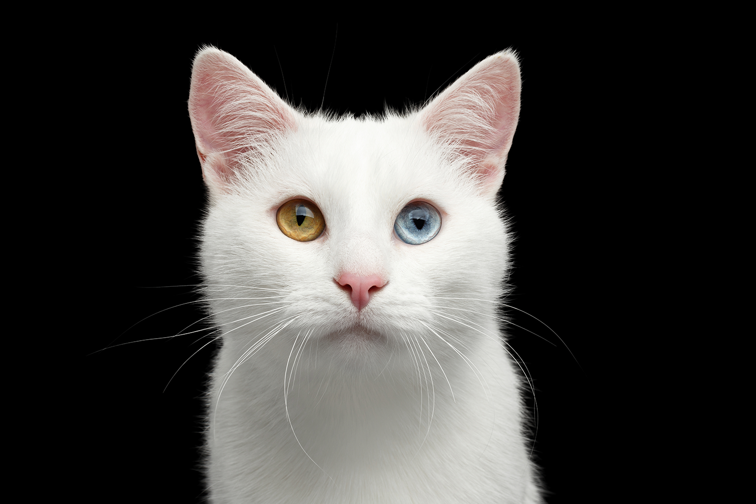 Pancreatitis In Cats Elwood Vet