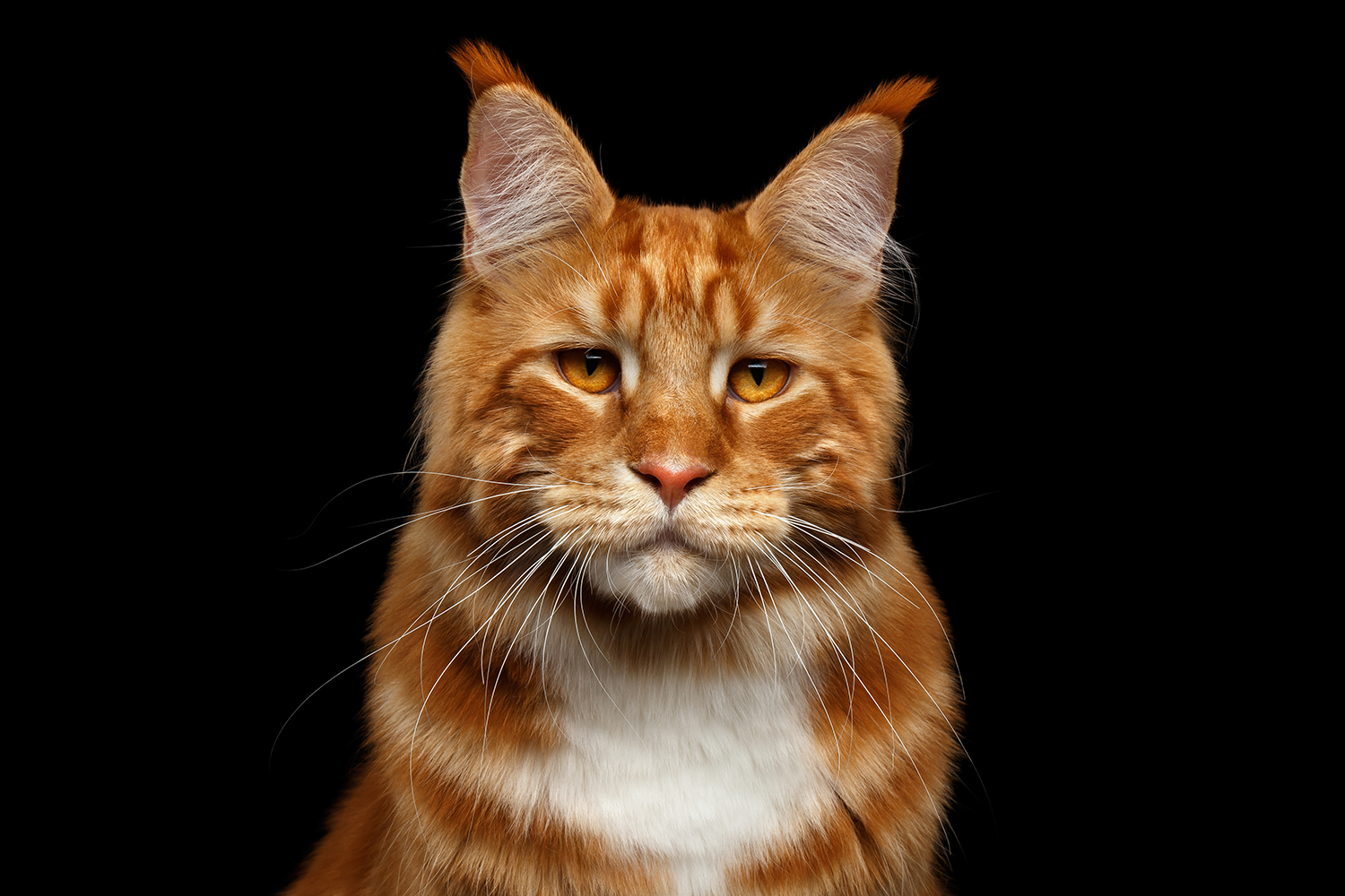 Ginger tufts.png