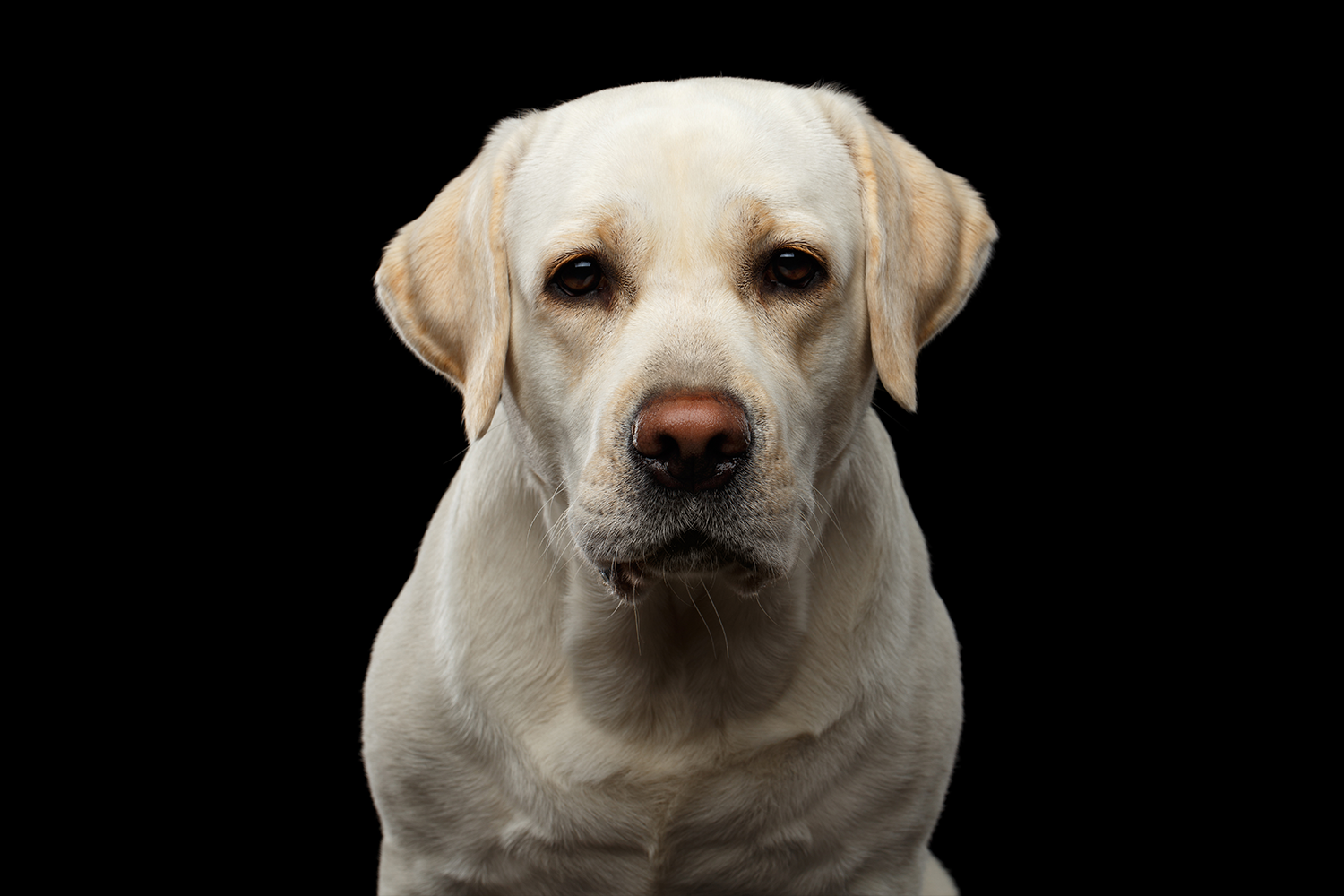 can diabetes cause paralysis in dogs
