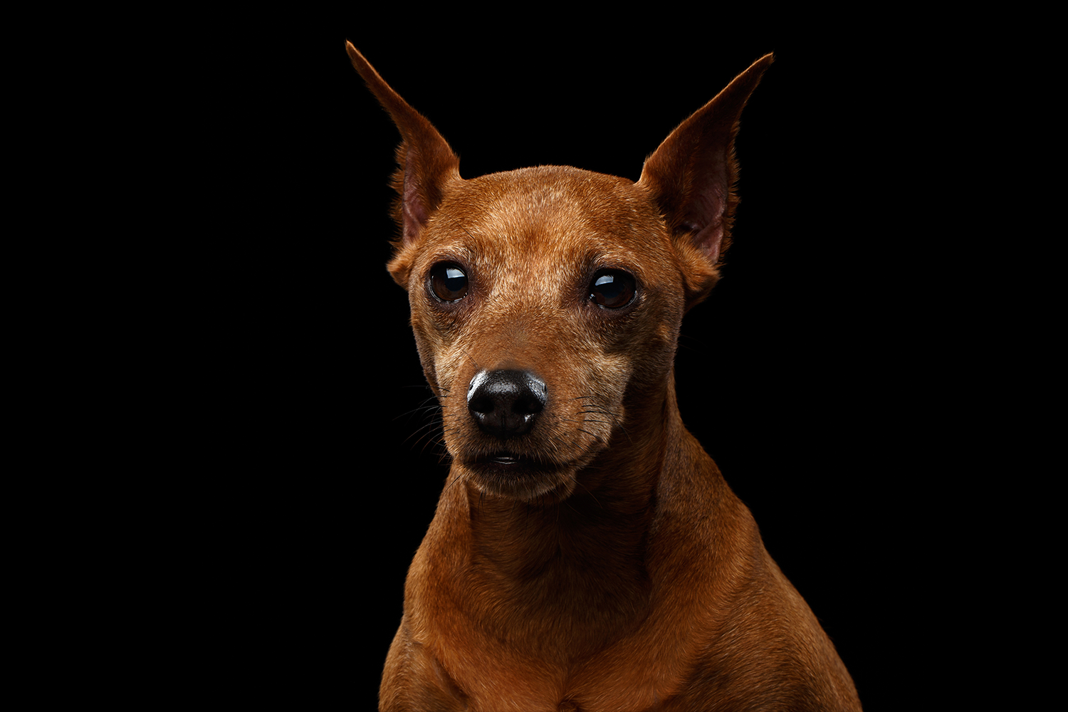 old dog 2.png