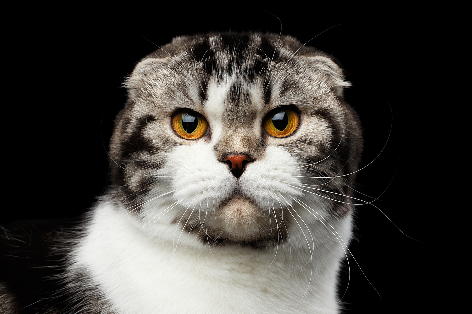 Scottish fold.png