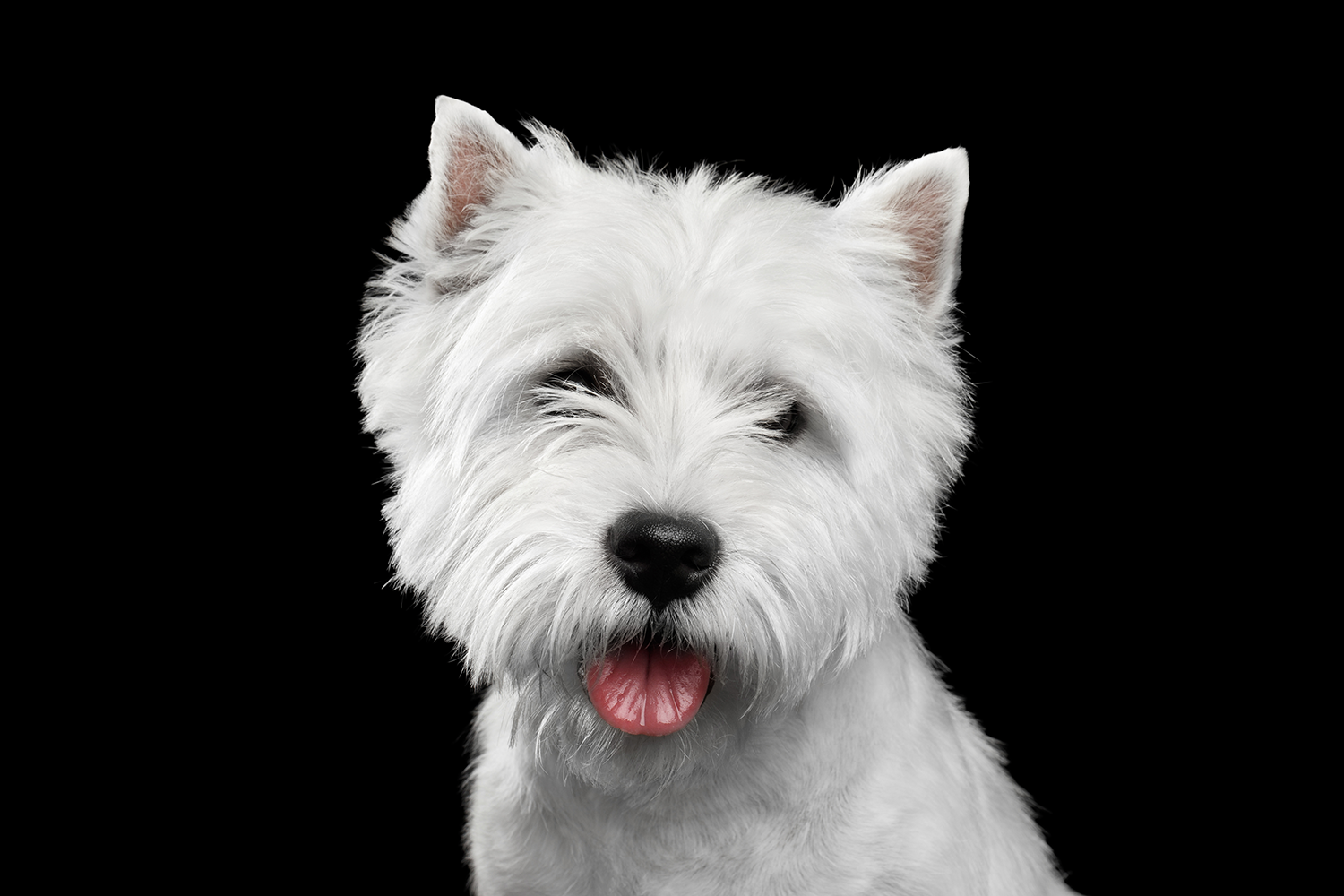 westie ear infection