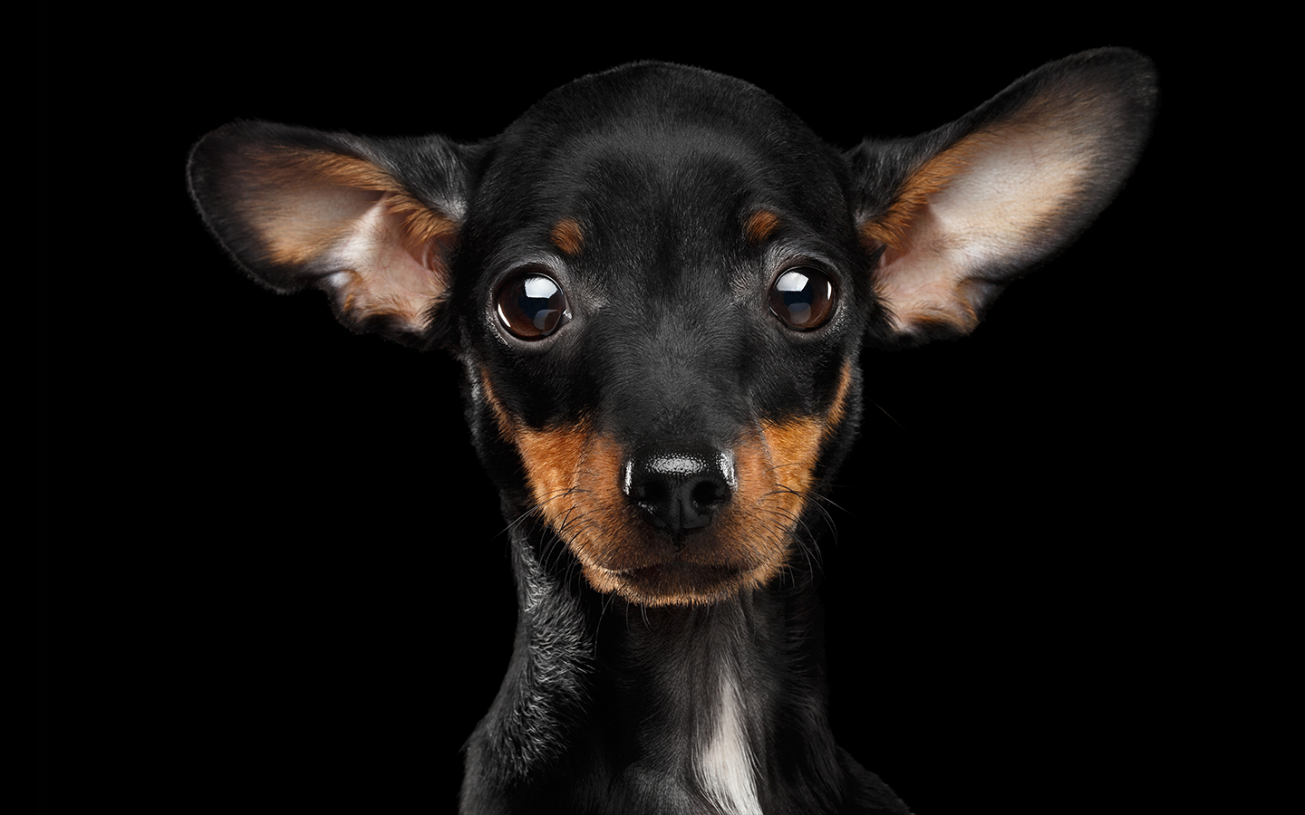 toyterrier.png
